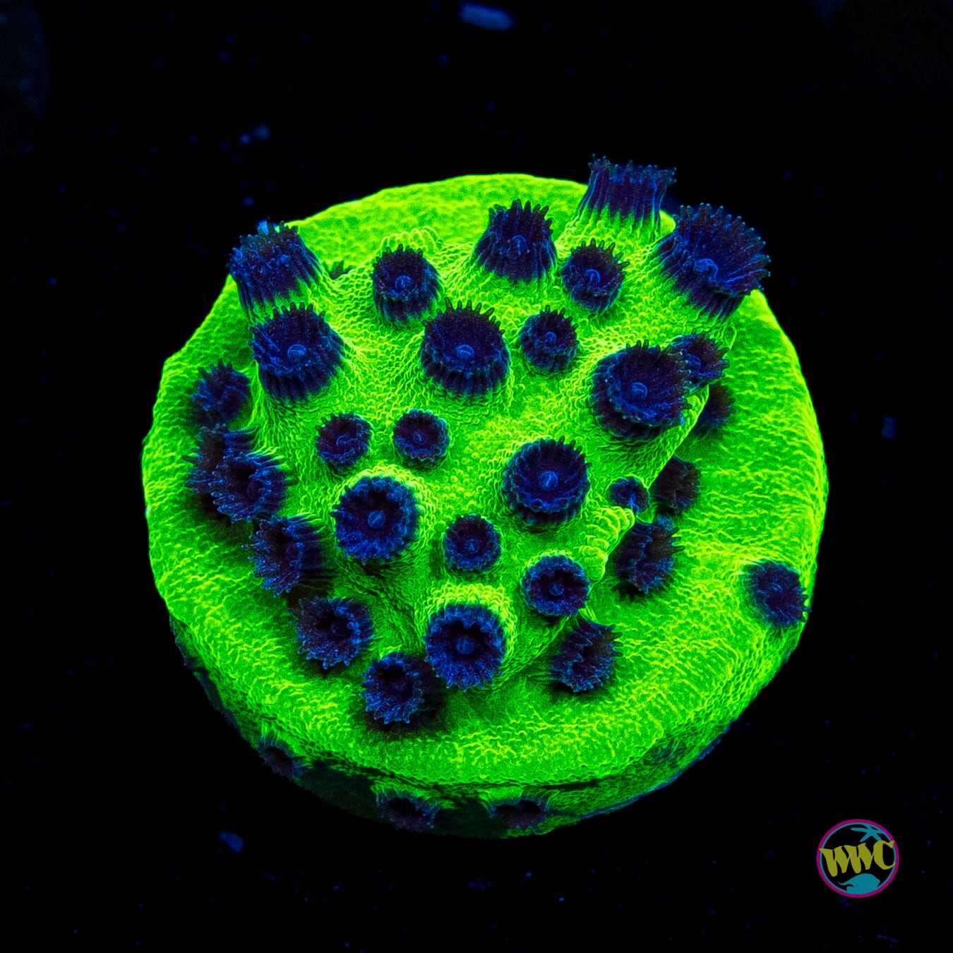 WWC Mardi Gras Cyphastrea