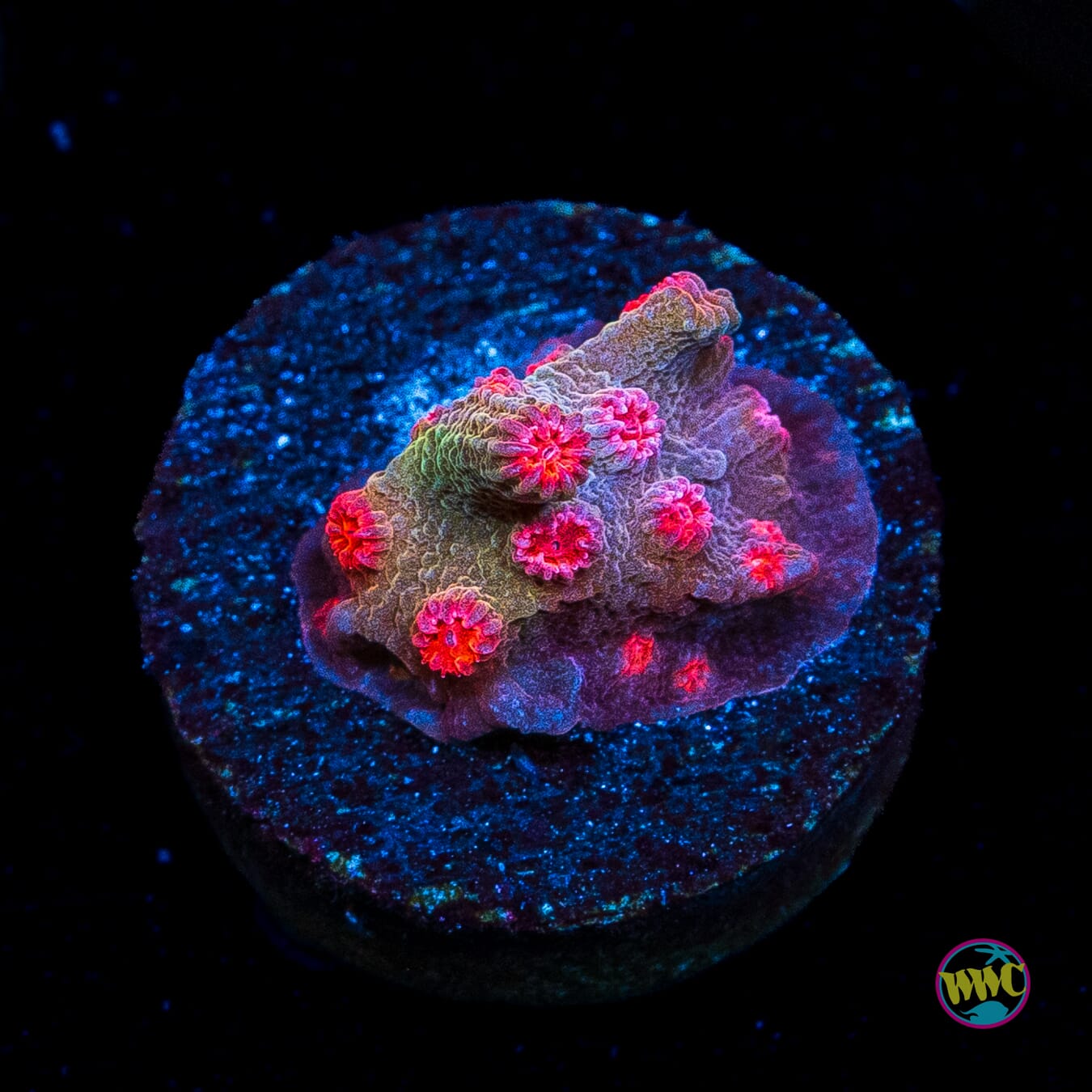 WWC Strawberry Branching Cyphastrea