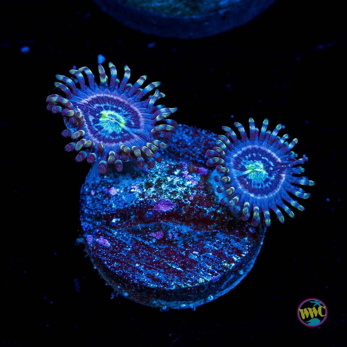 WWC Avocado Smasher Zoanthids