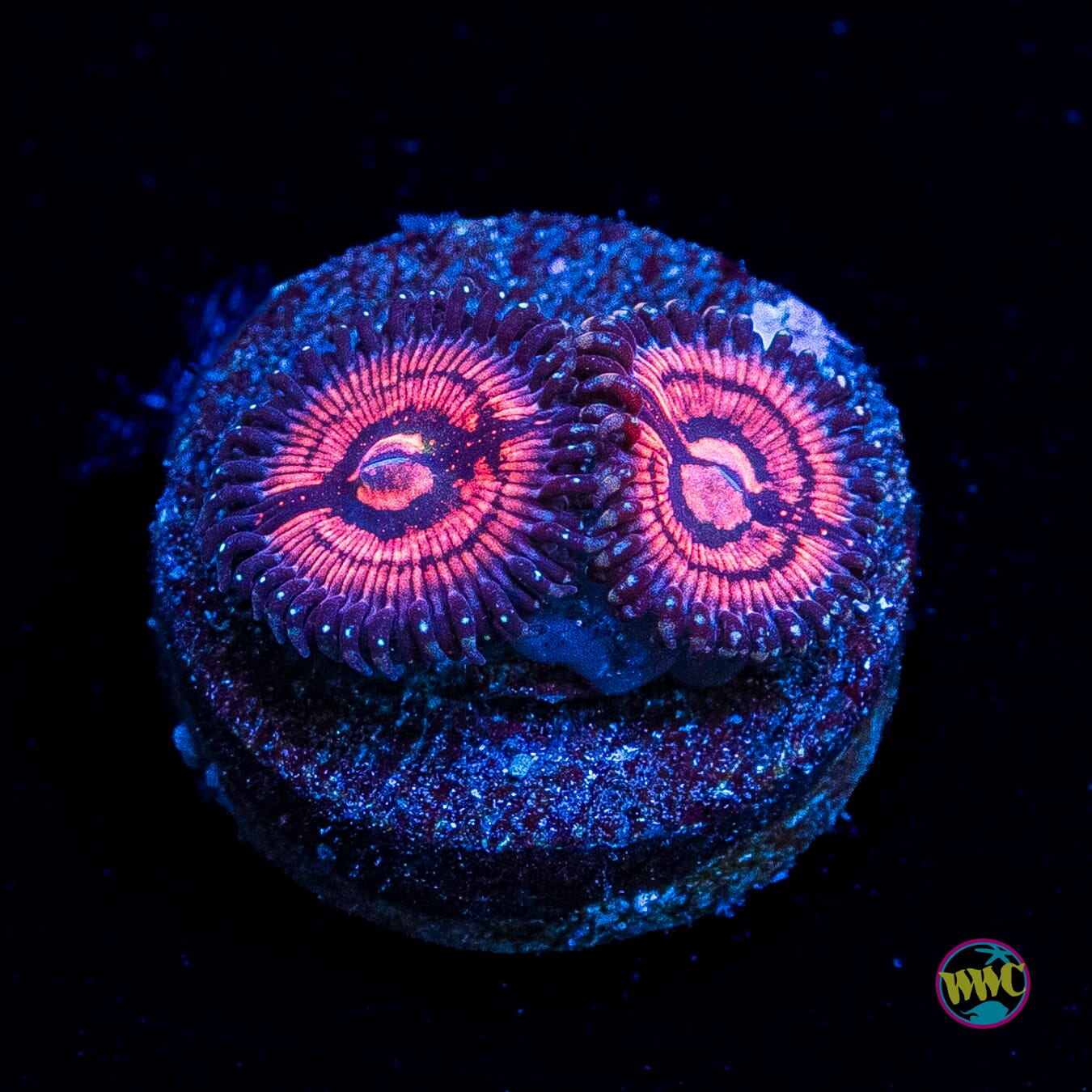 WWC Van Damme Zoanthids