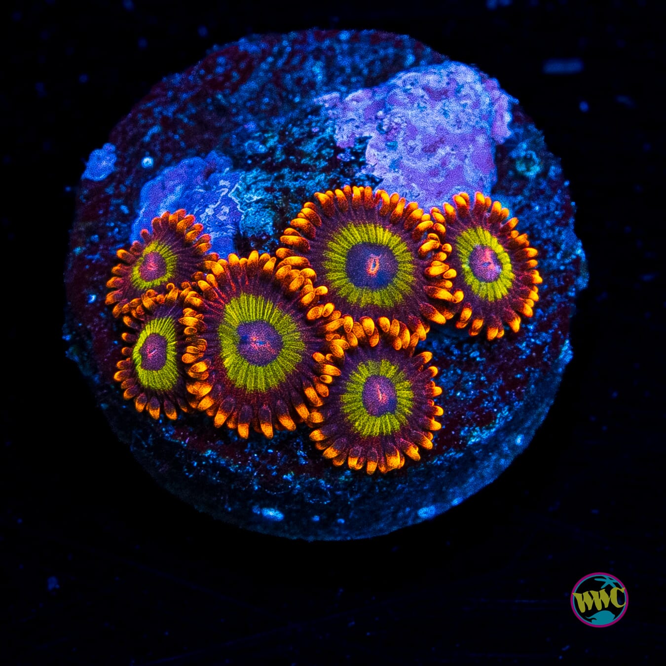 Fruit Loopz Zoanthids