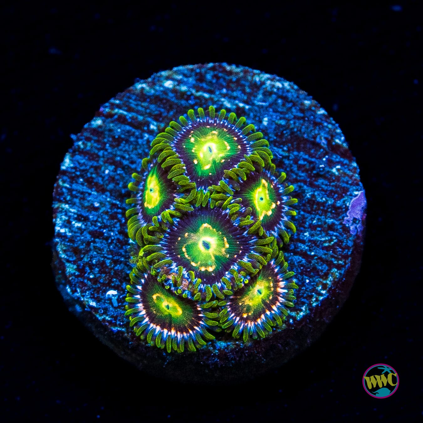 WWC Cosmic Dragon Eye Zoanthids