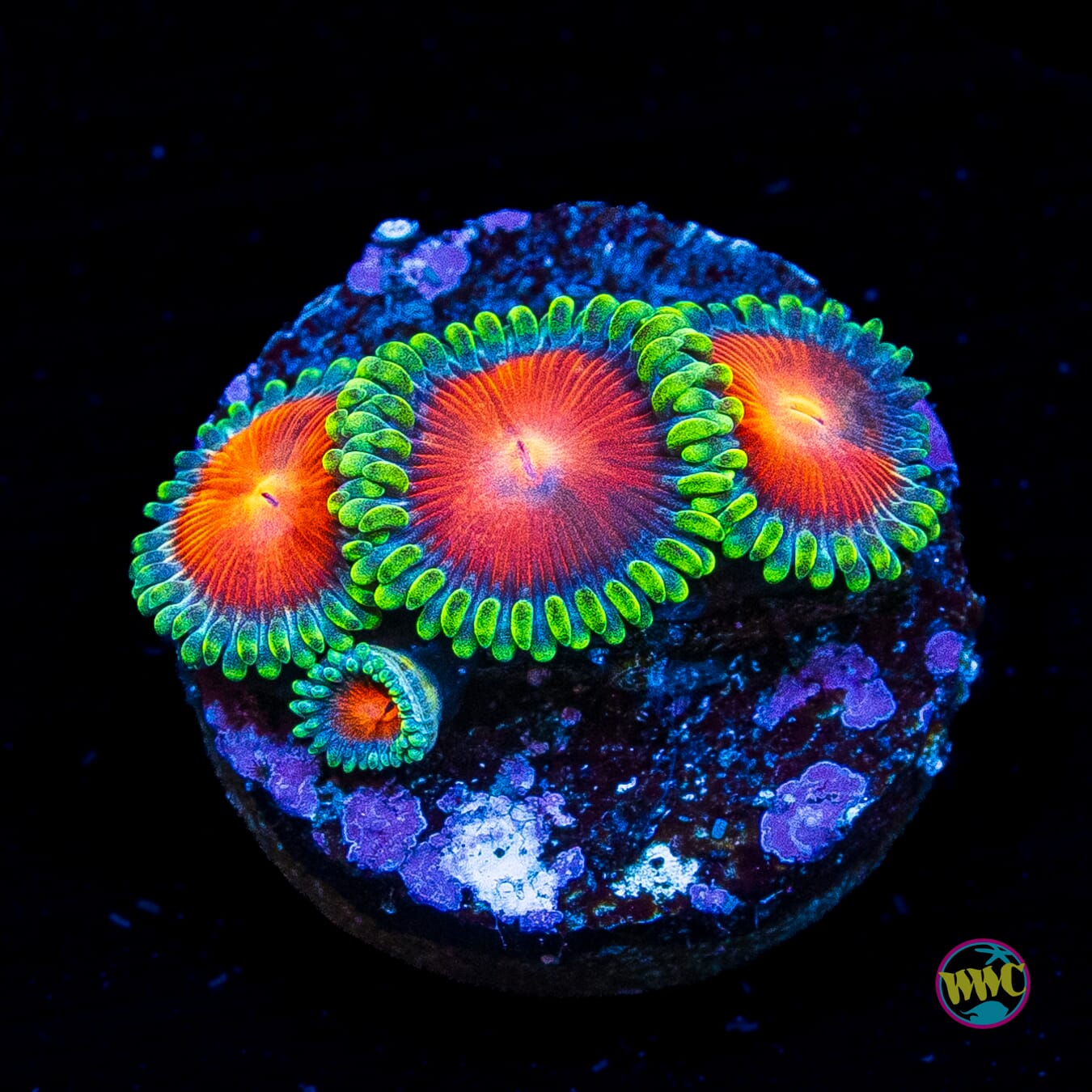 WWC Elemental Fury Zoanthids