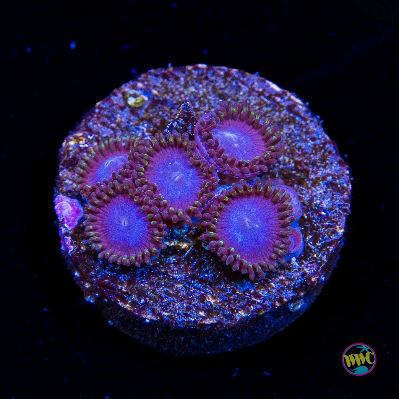 Tubbs Blues Zoanthids