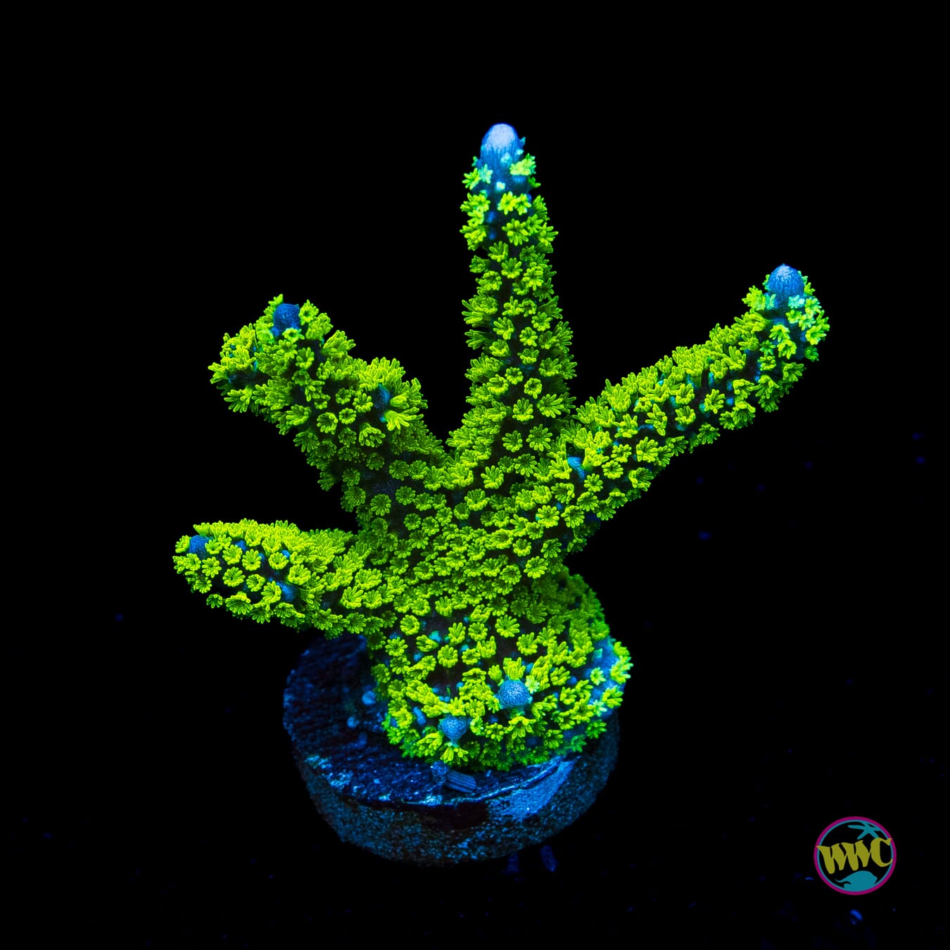 Jason Fox Purple Tide Montipora