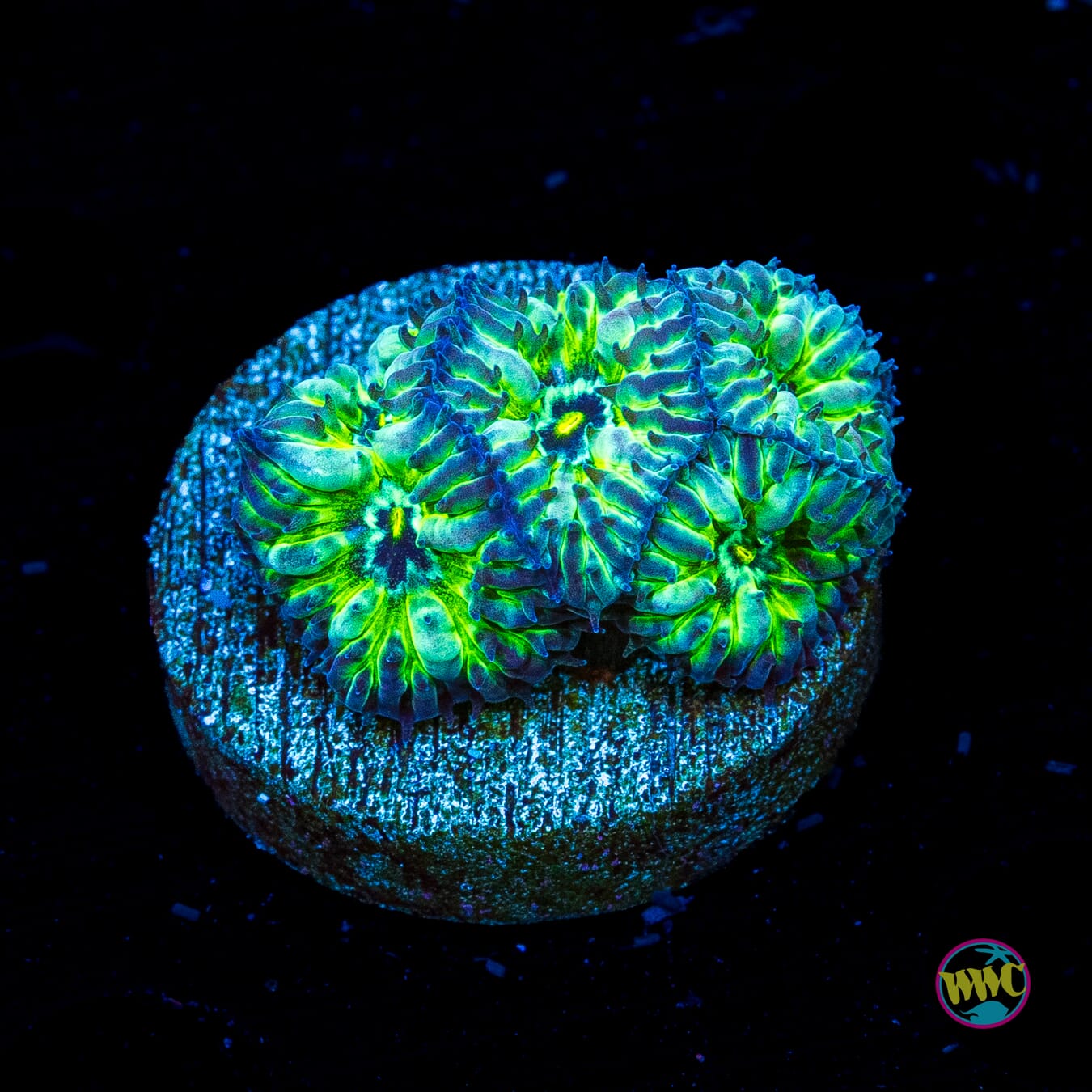 WWC Starlight Merletti Blastomussa