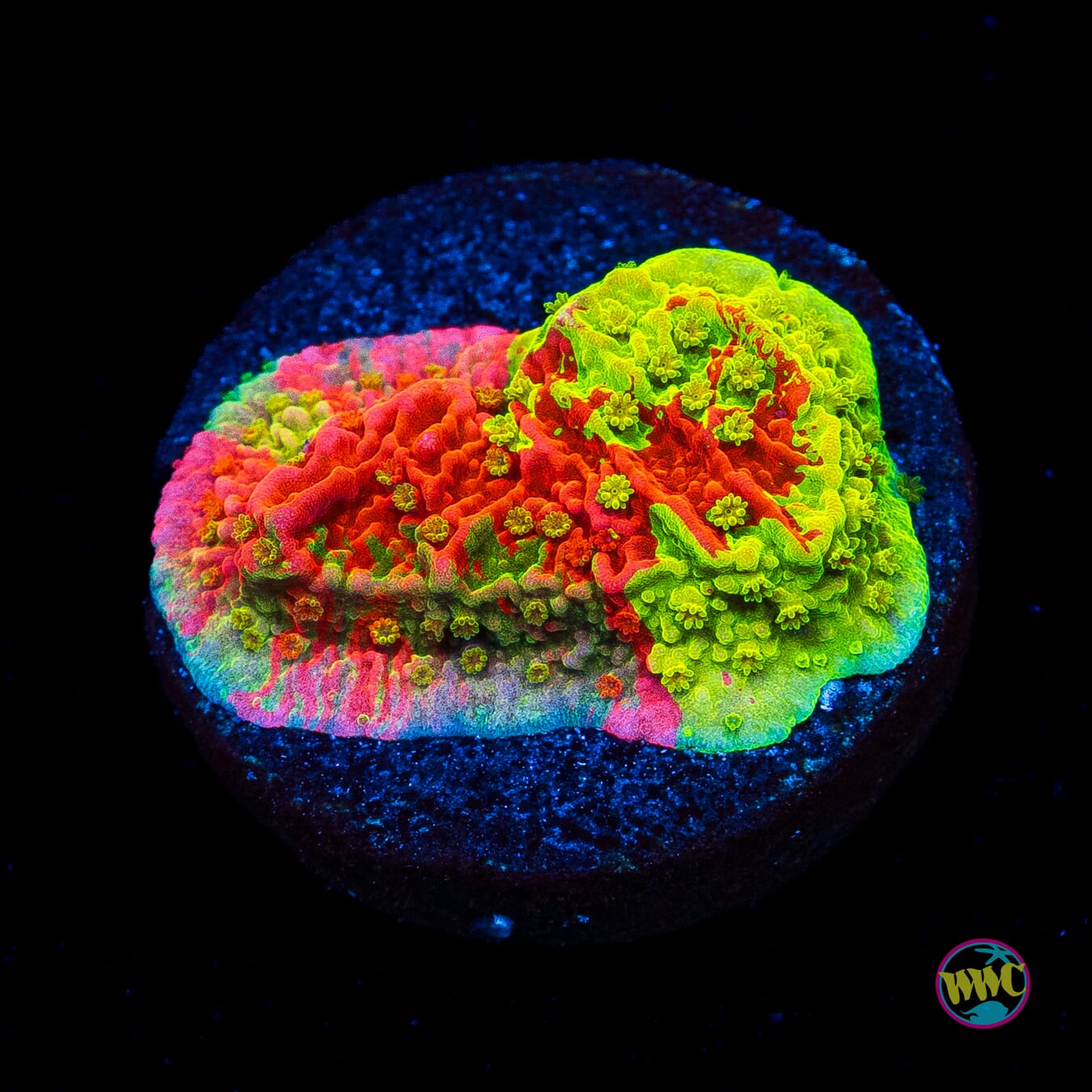 WWC Triple Threat Grafted Montipora