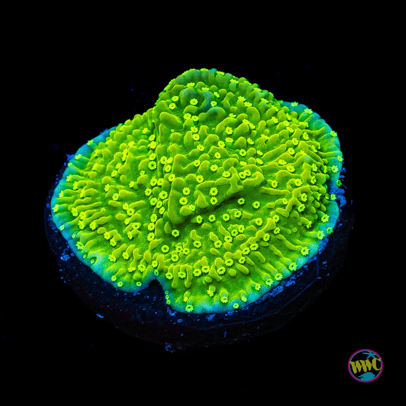 WWC Toxic Glow Montipora