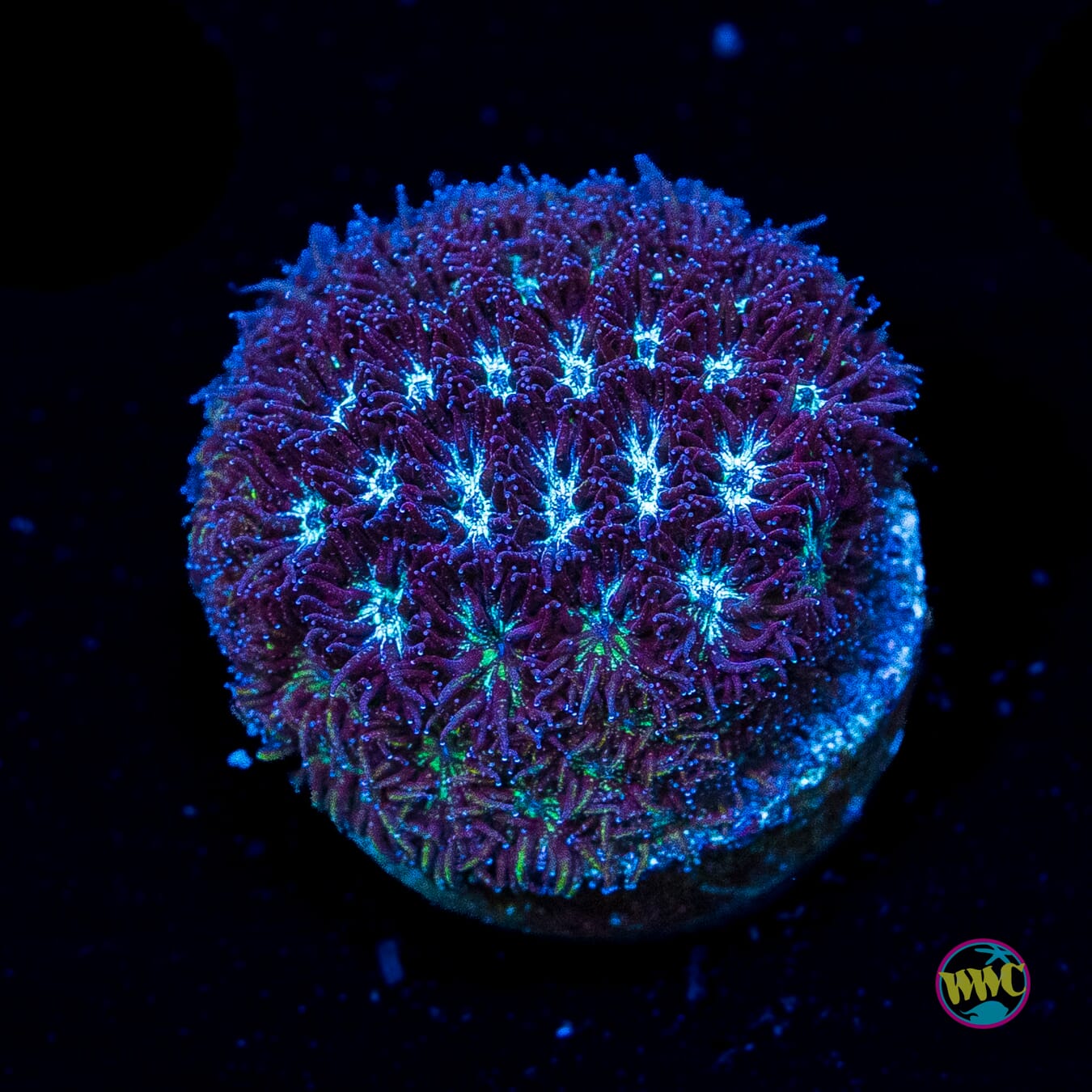 WWC Arctic Leptastrea