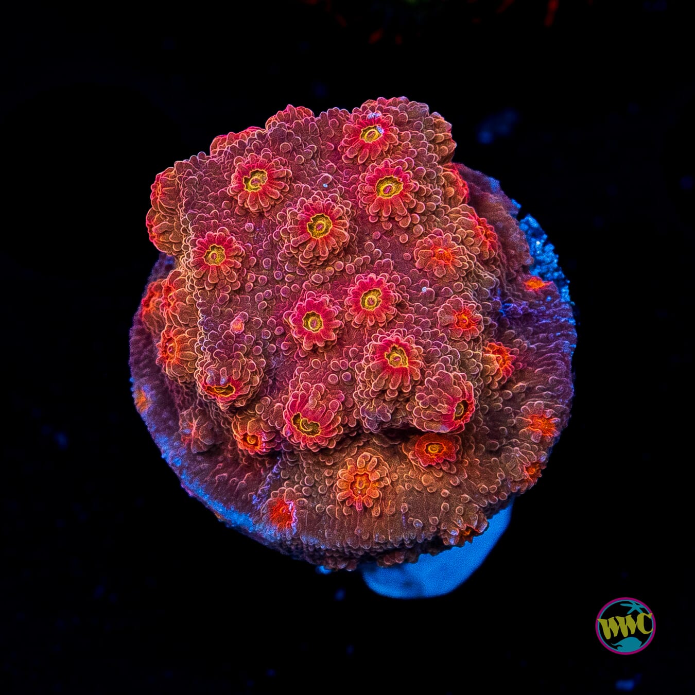 WWC Flicka Flame Cyphastrea