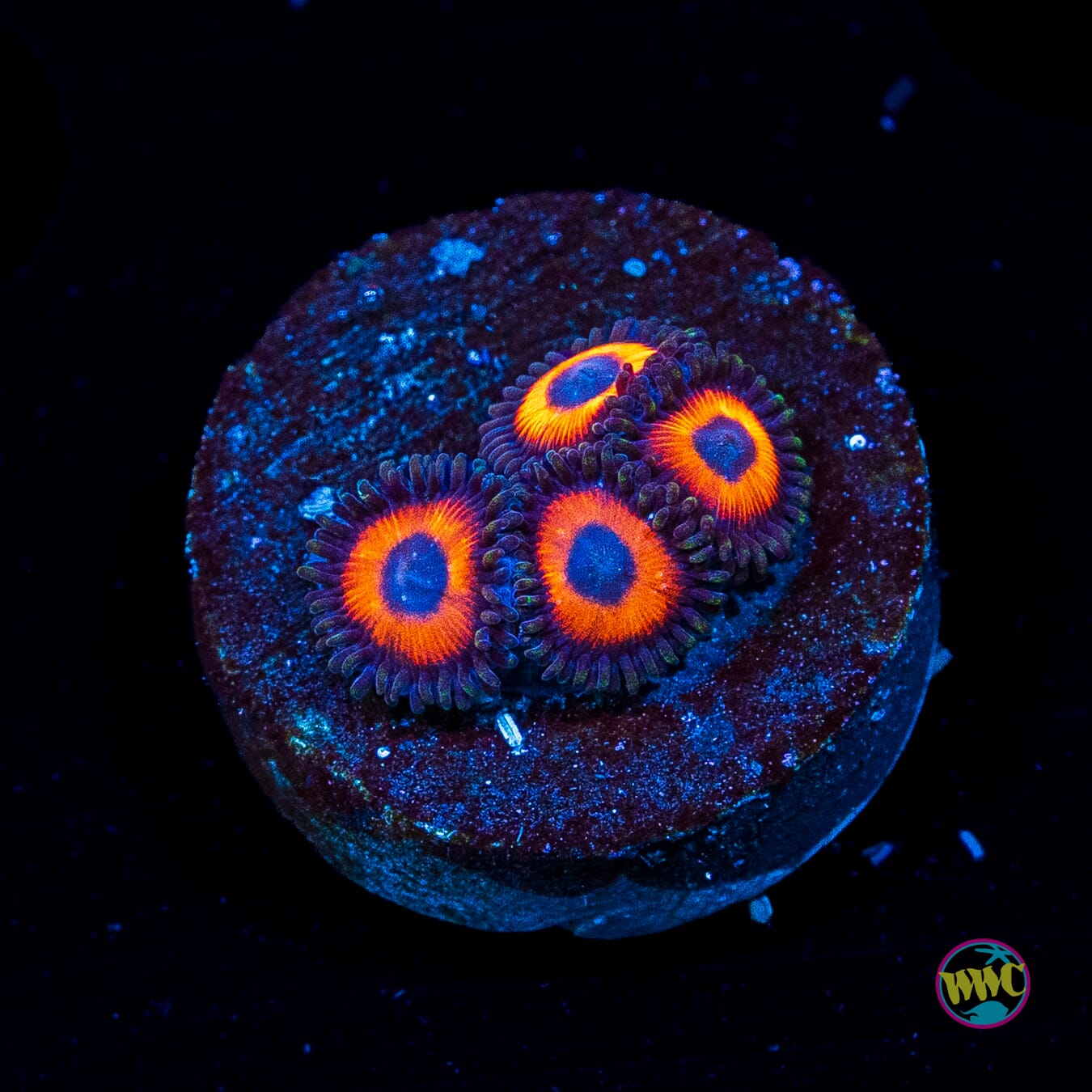 WWC Red Bull Zoanthids