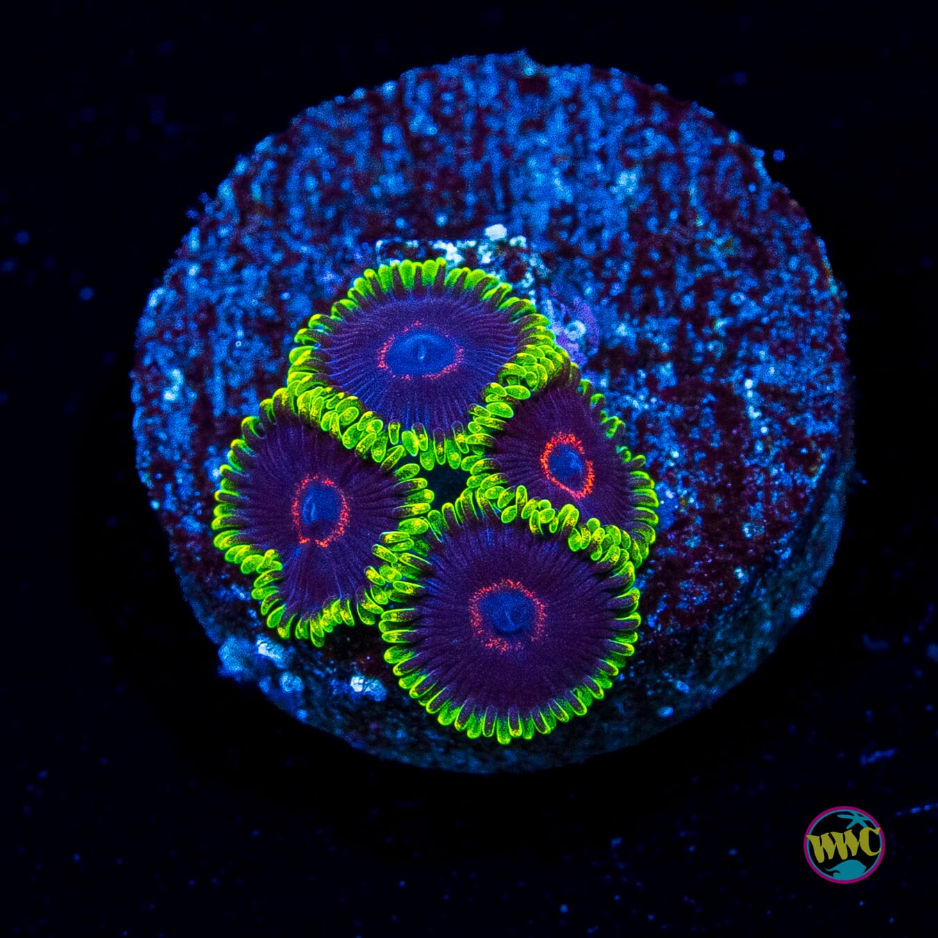 WWC Evil Heart Zoanthids