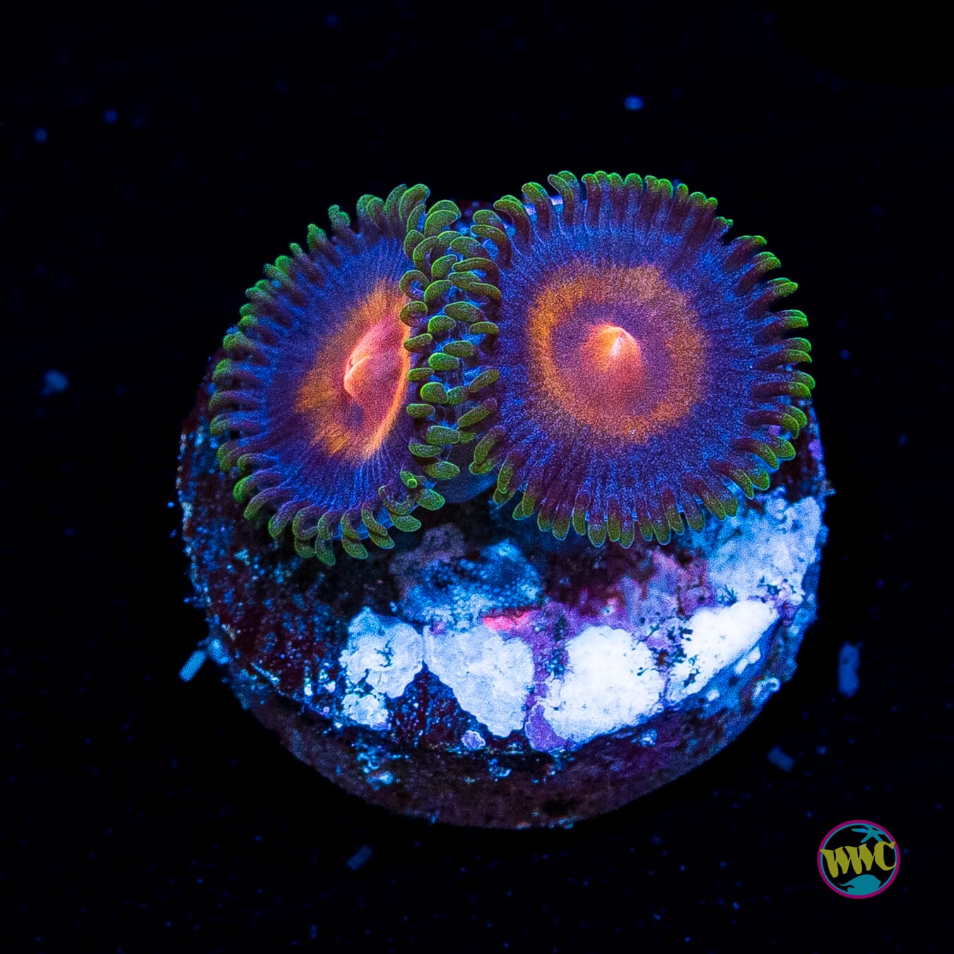 Supergirls Zoanthids