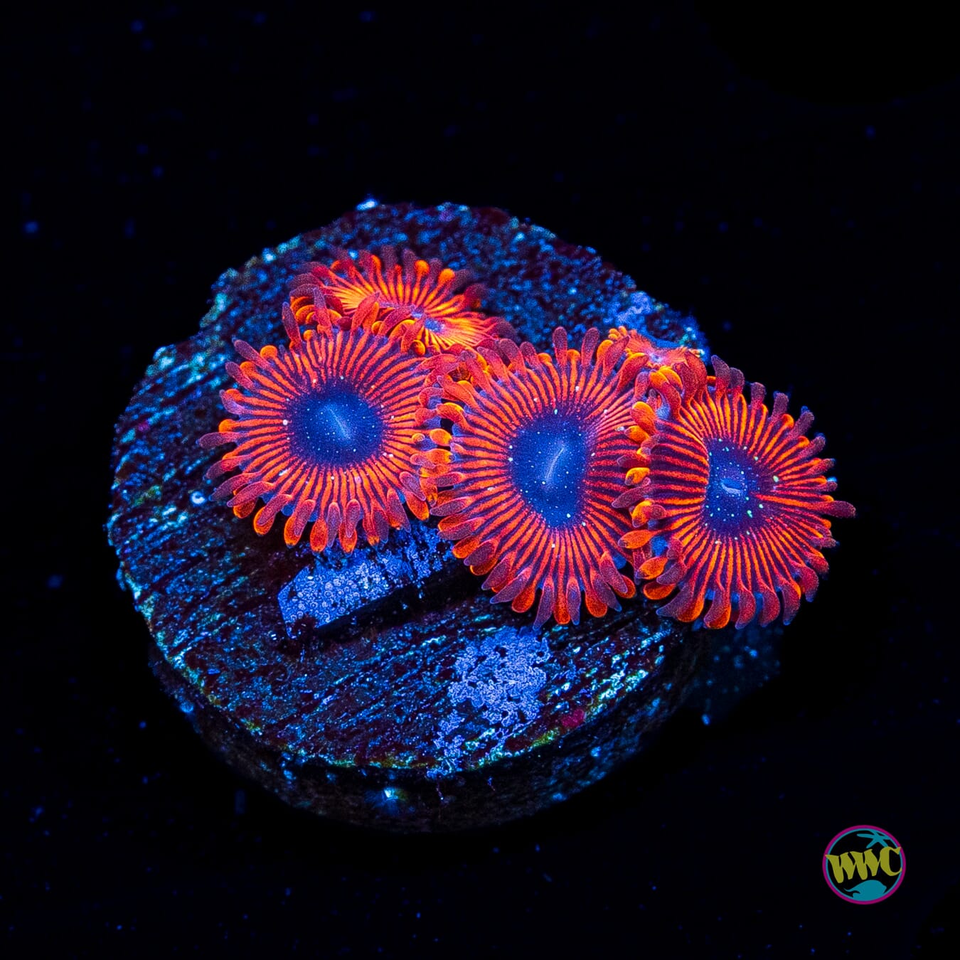 Scarlet Wizard Zoanthids