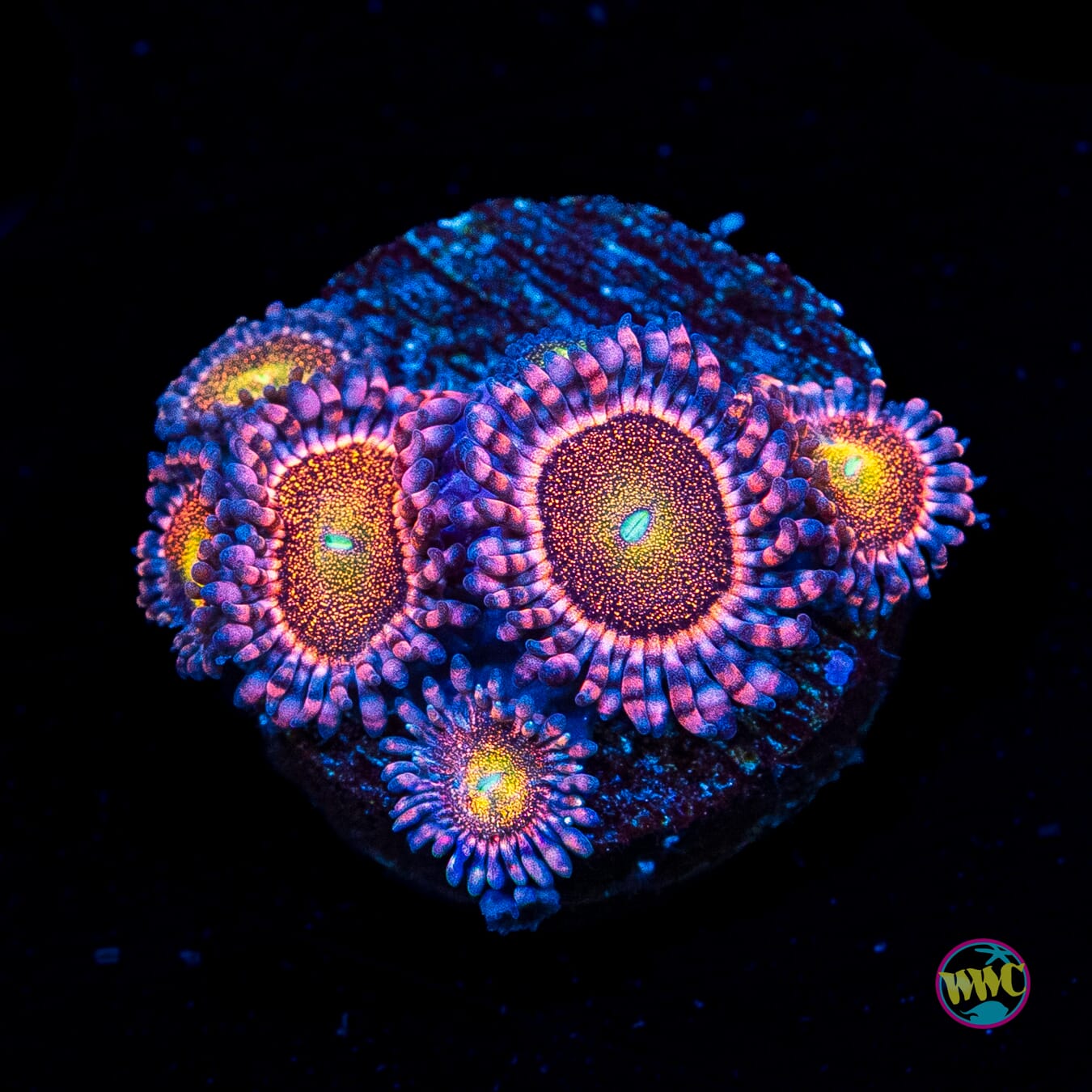 Mohawk Zoanthids