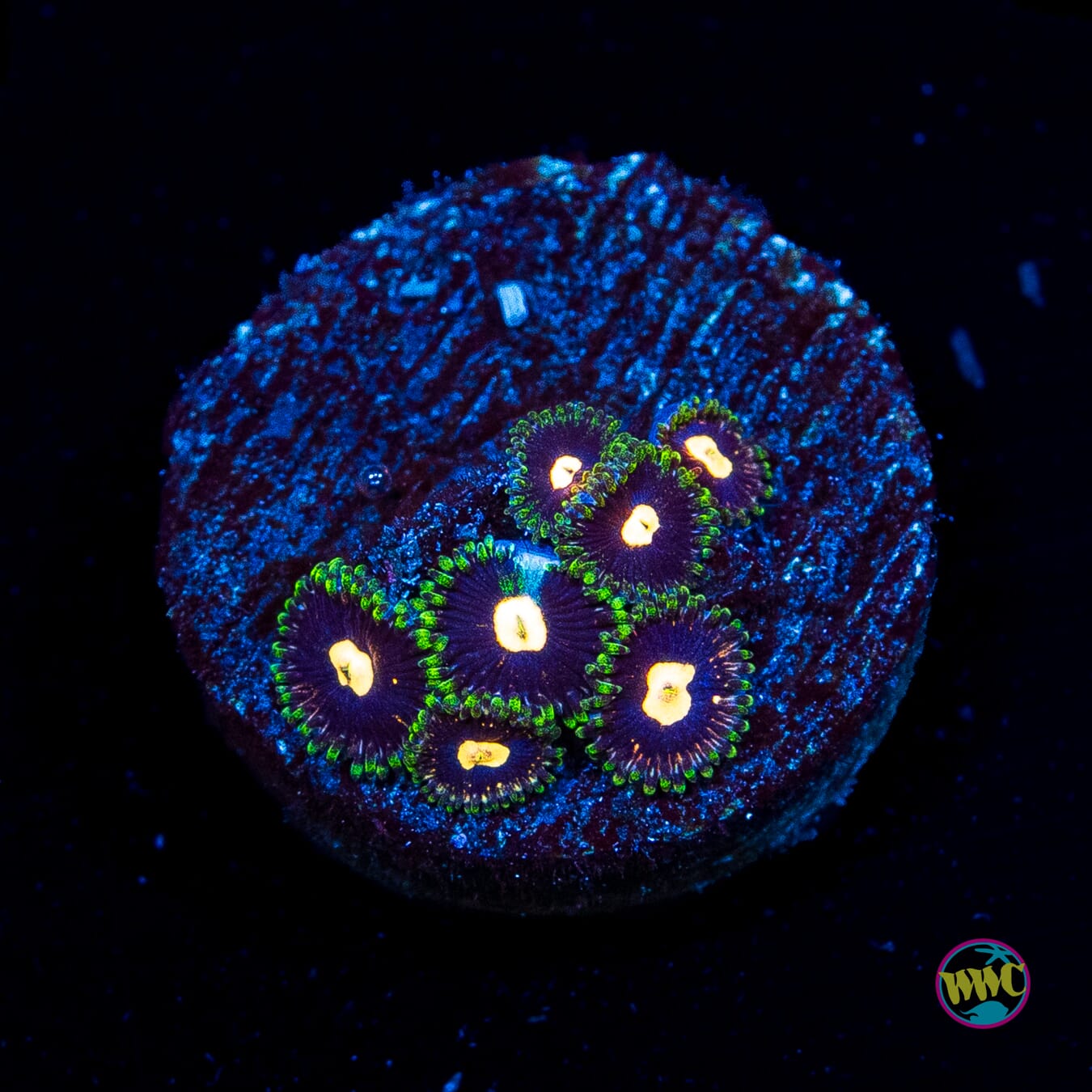 WWC Fortune Cookie Zoanthids