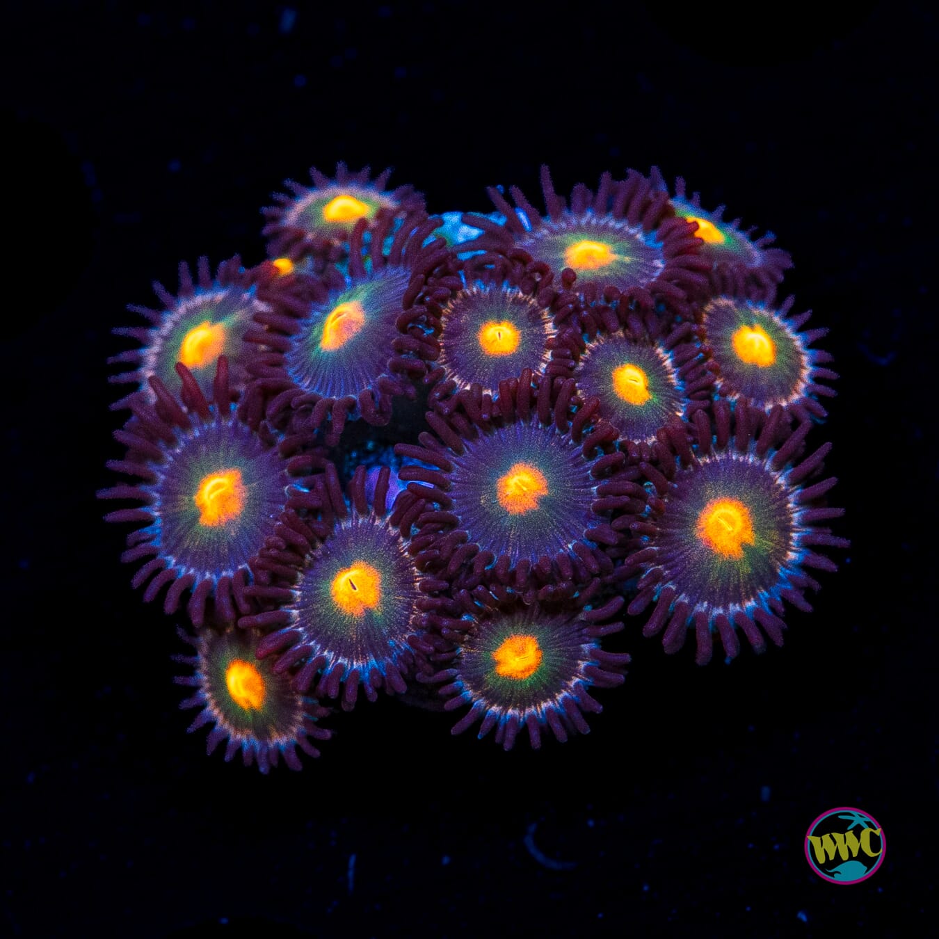 WWC Kiwi Sunset Zoanthids