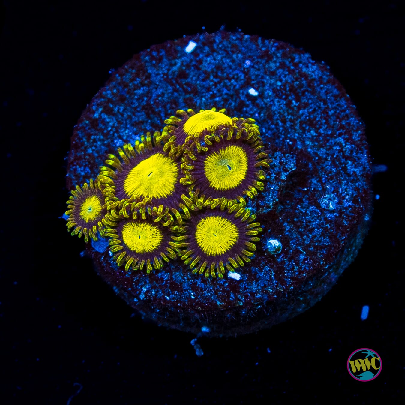 WWC King Midas Zoanthids