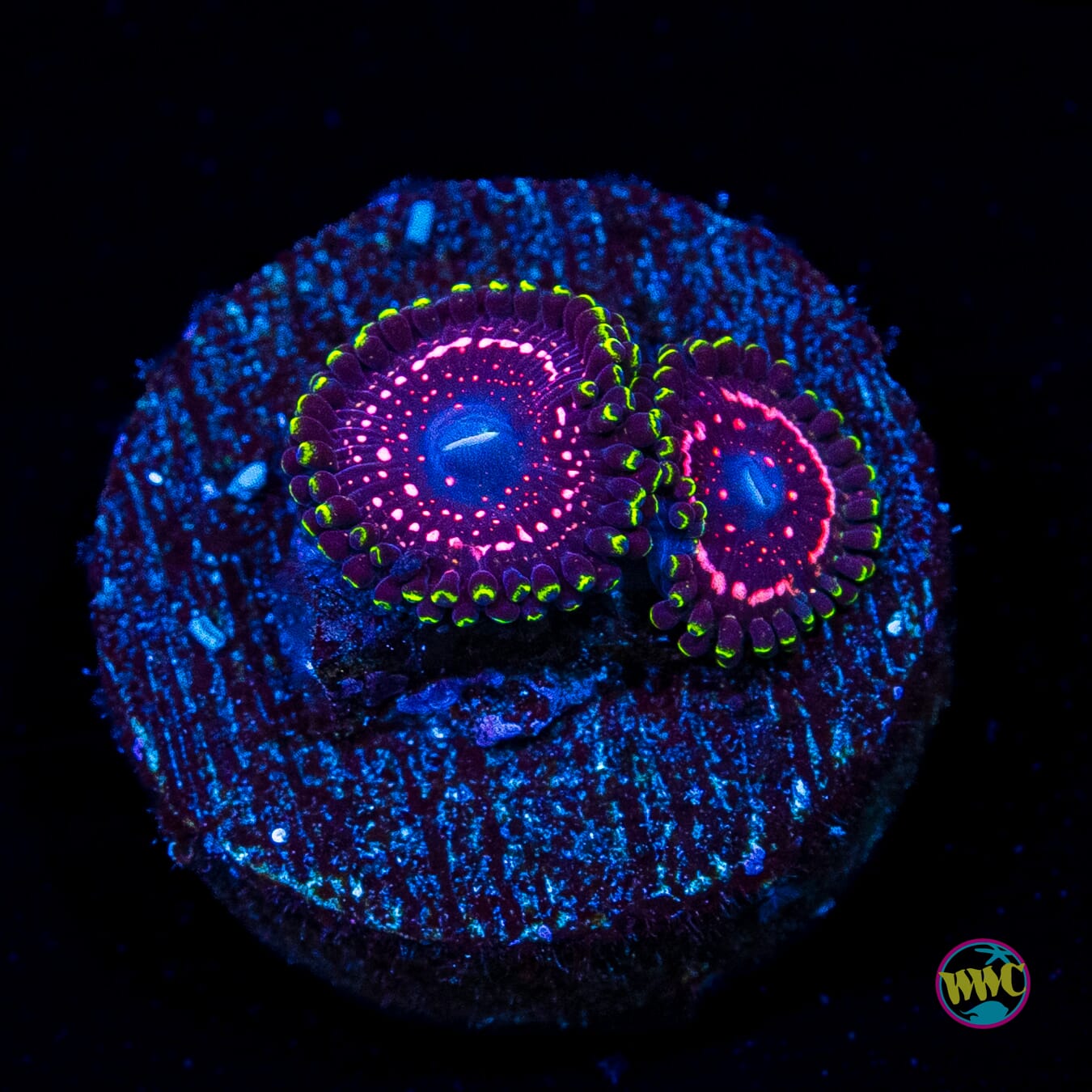 WWC Taser Zoanthids