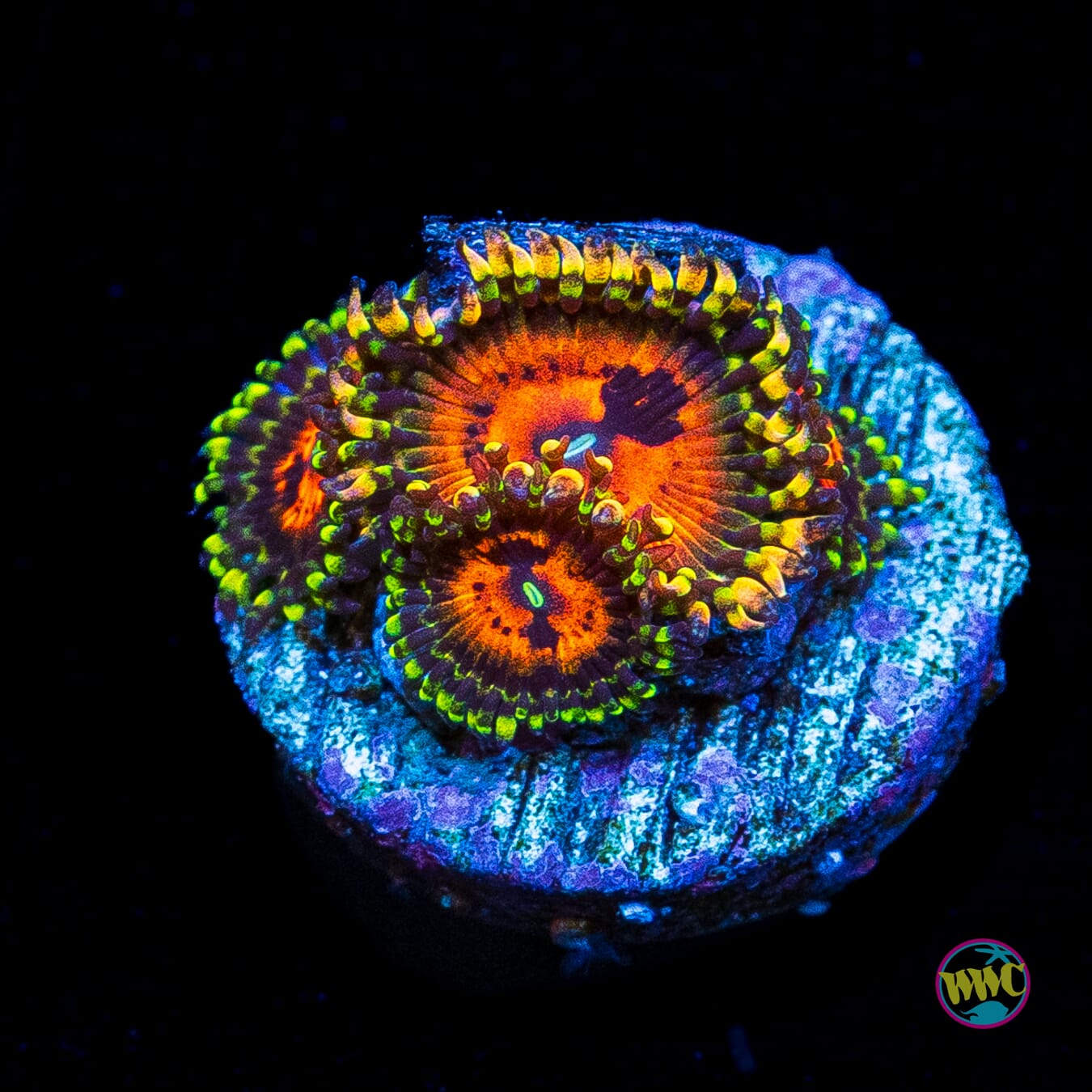 Bowtie Blaster Zoanthids