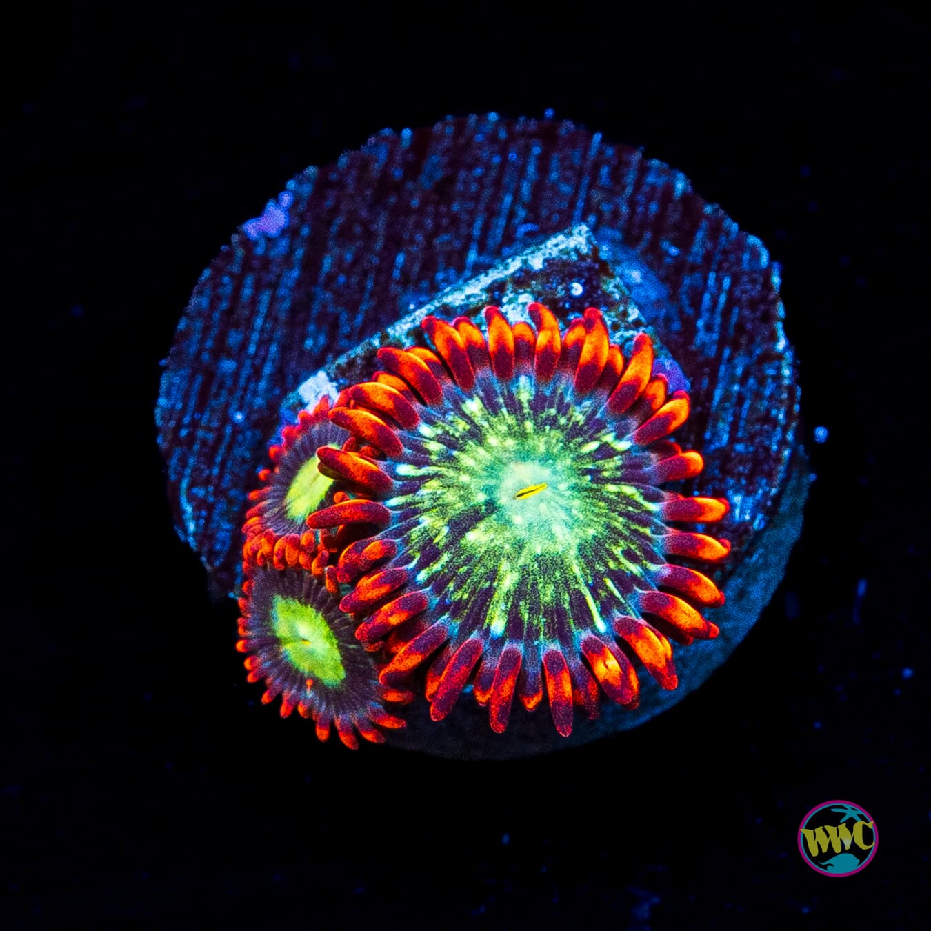 WWC Astral Shift Zoanthids