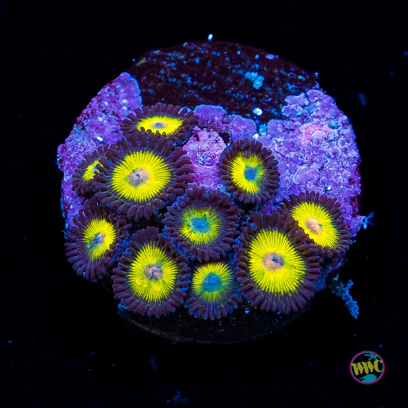 WWC Golden Eye Zoanthids