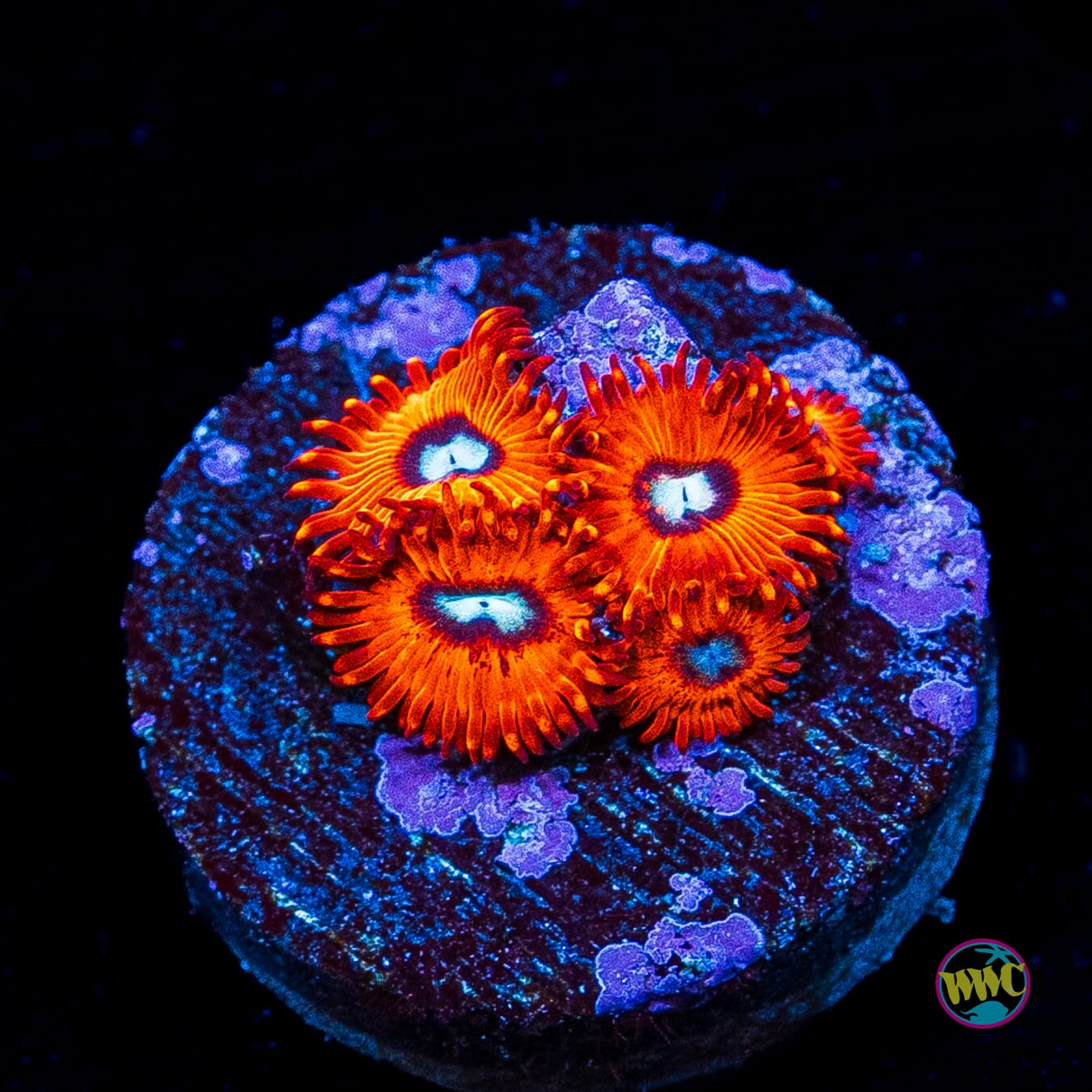 Charmanderz Zoanthids