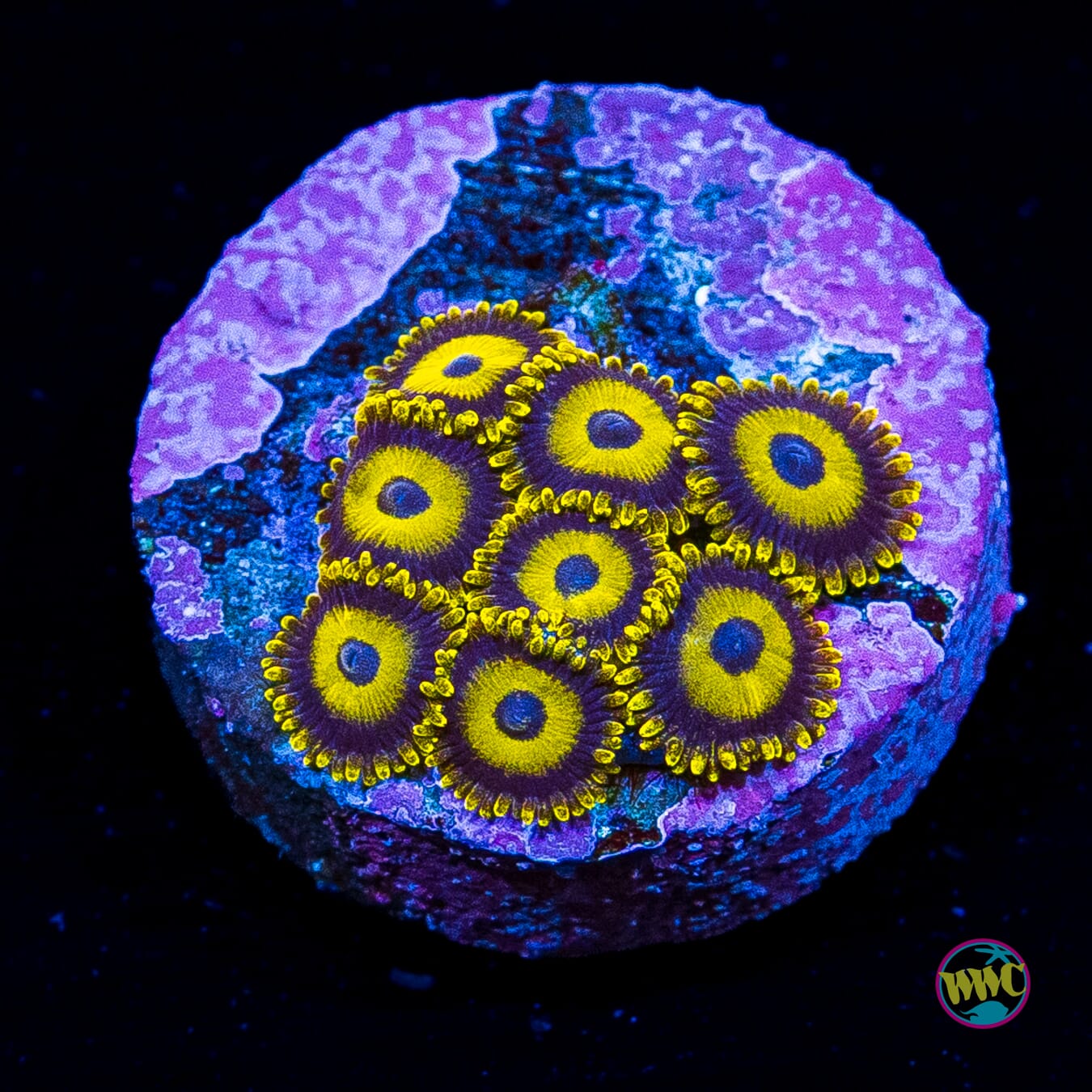 LA Lakerz Zoanthids