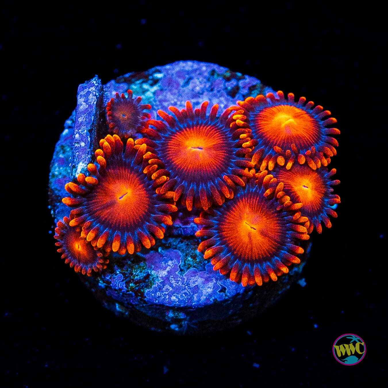 Bam Bamz Zoanthids