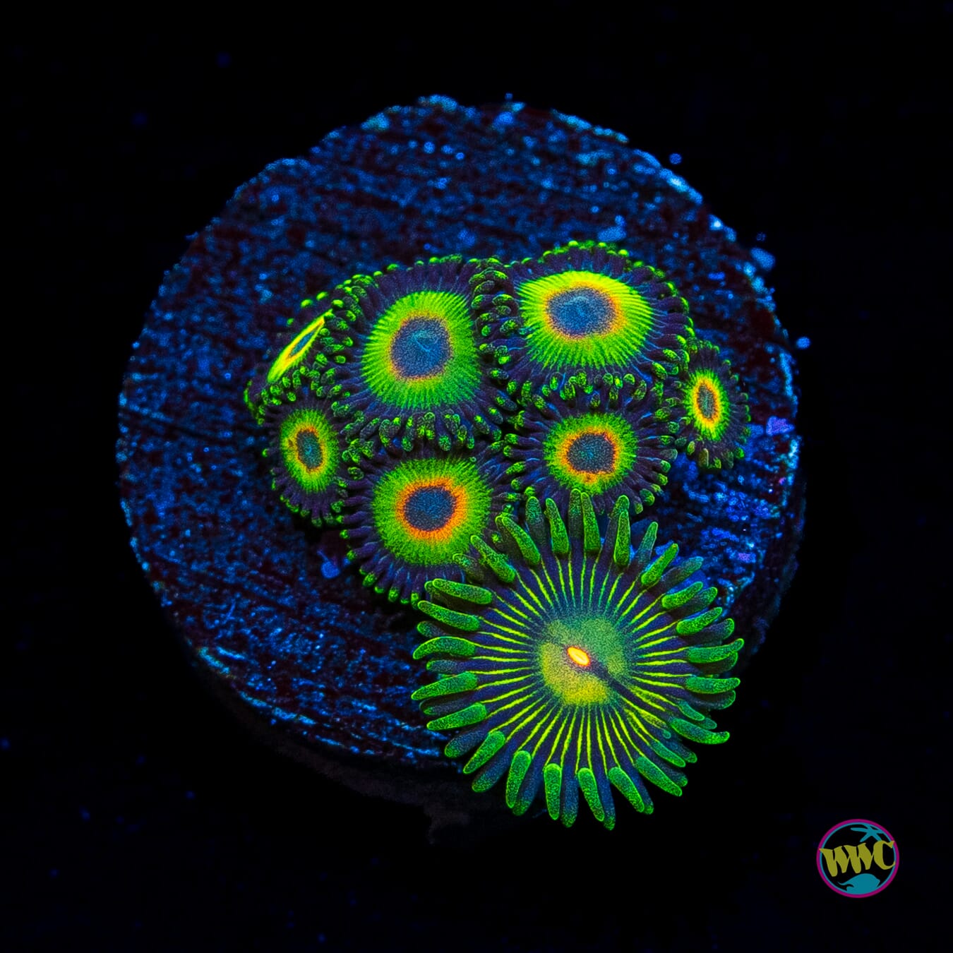 WWC Island Time and Emerald Nightmare Combo Zoanthids