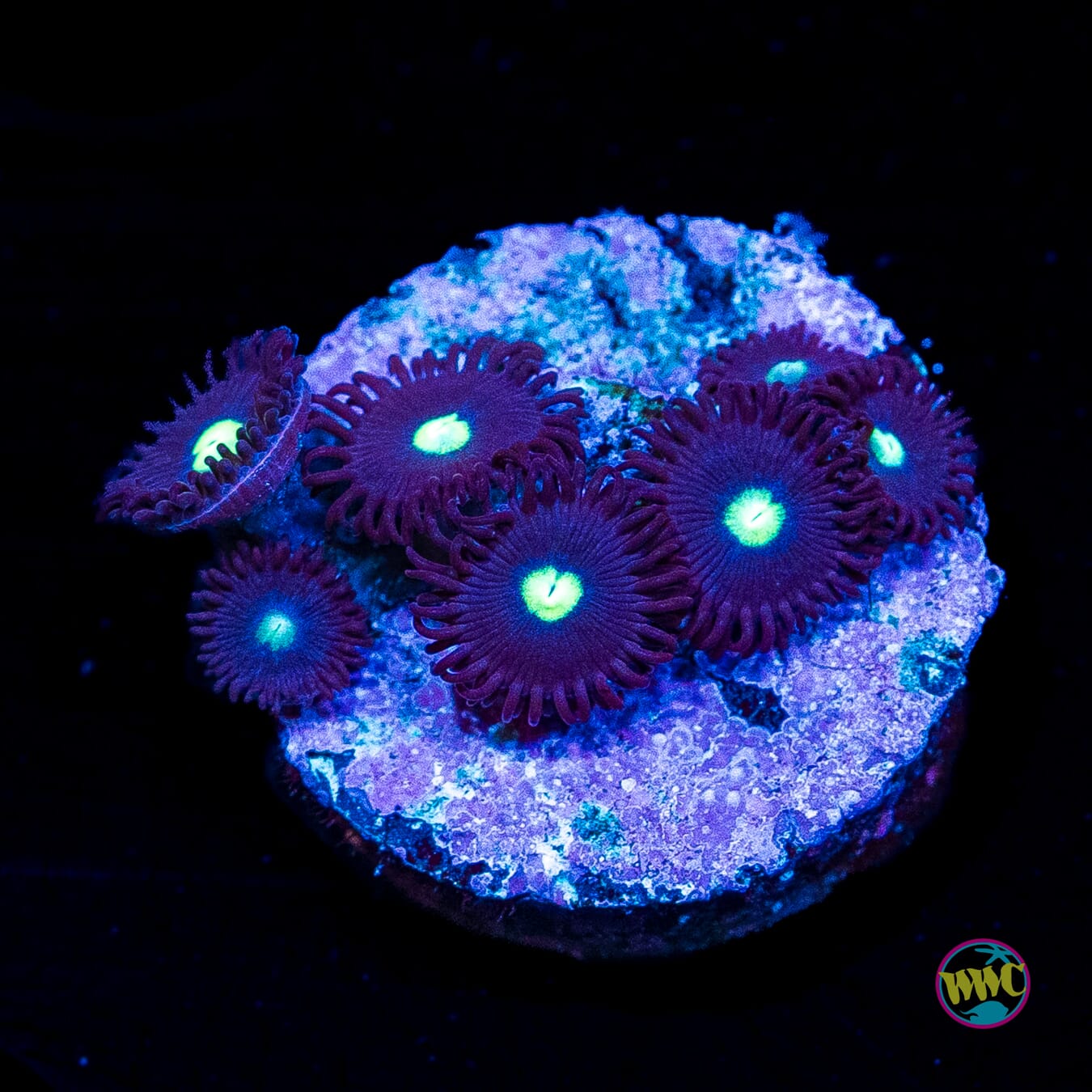 Tic Tac Zoanthids