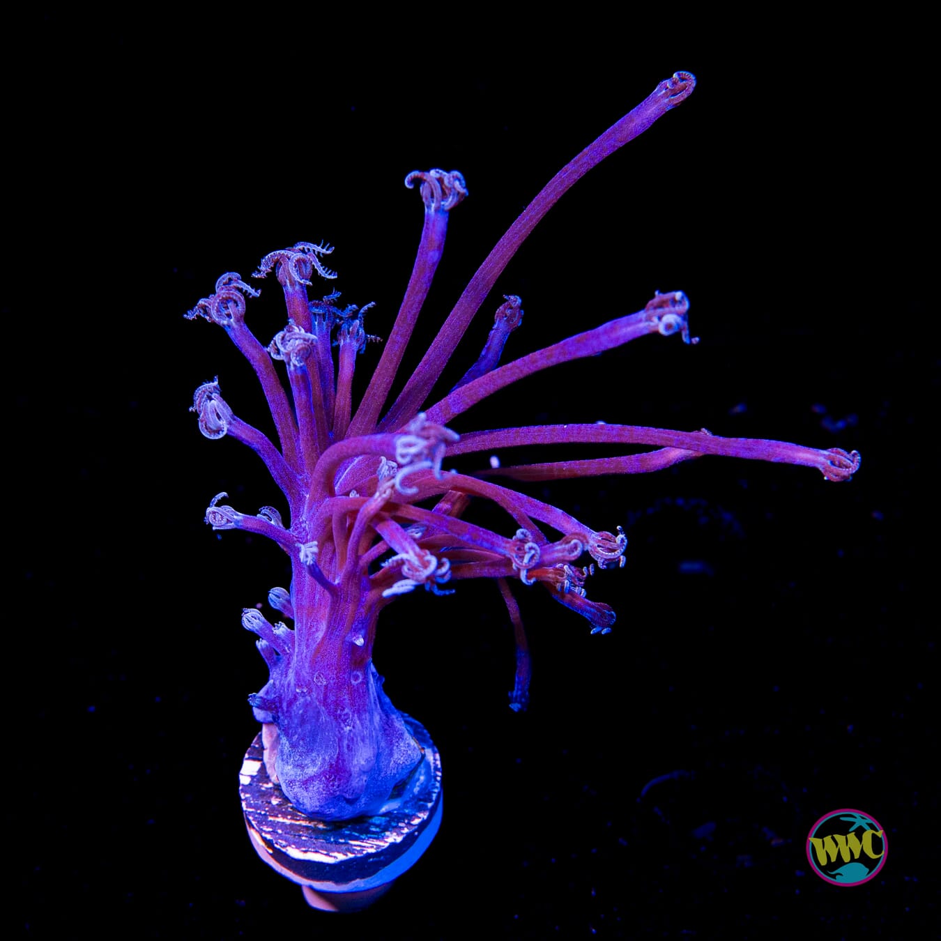WWC Purple Cespitularia