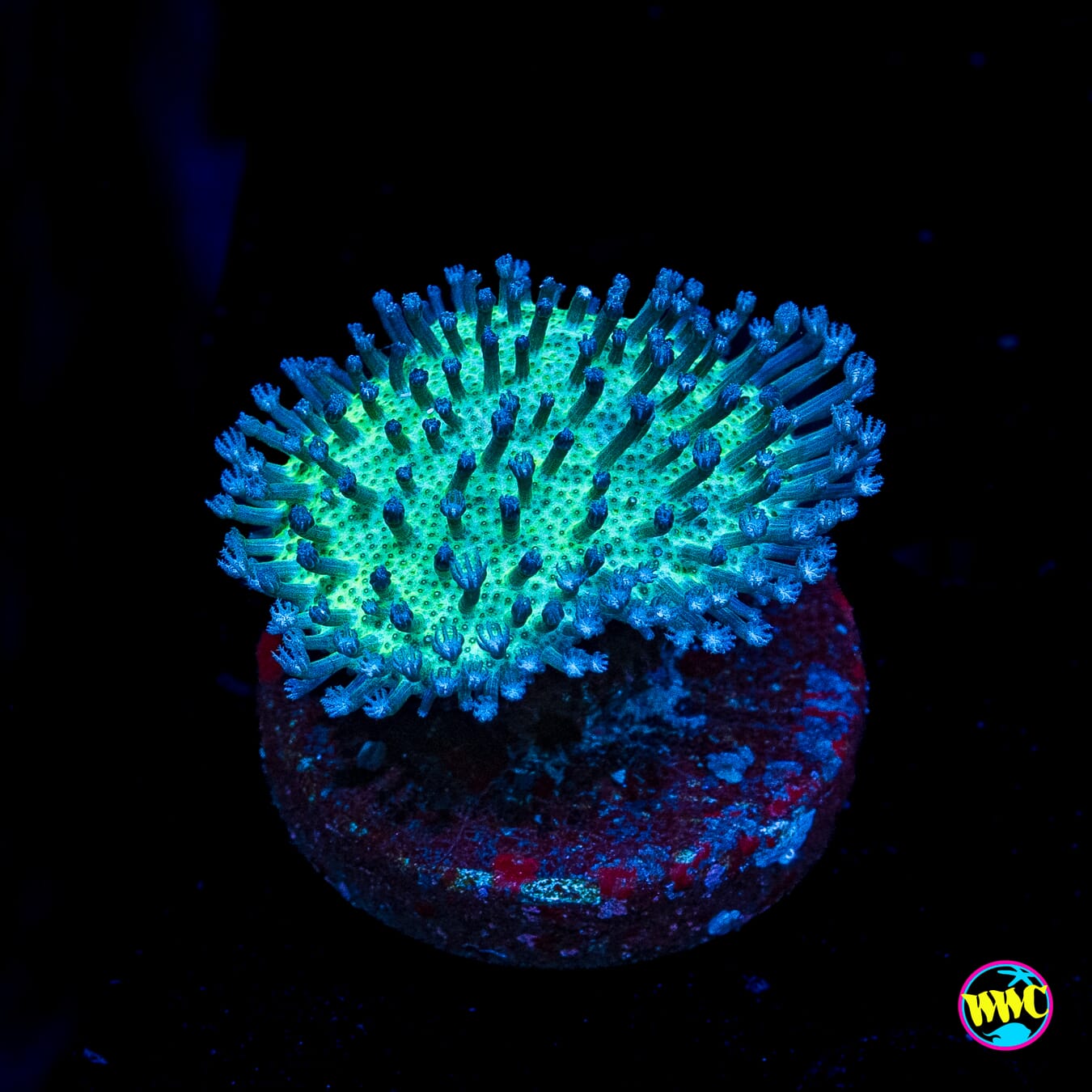 WWC Silver Polyp Toadstool Leather