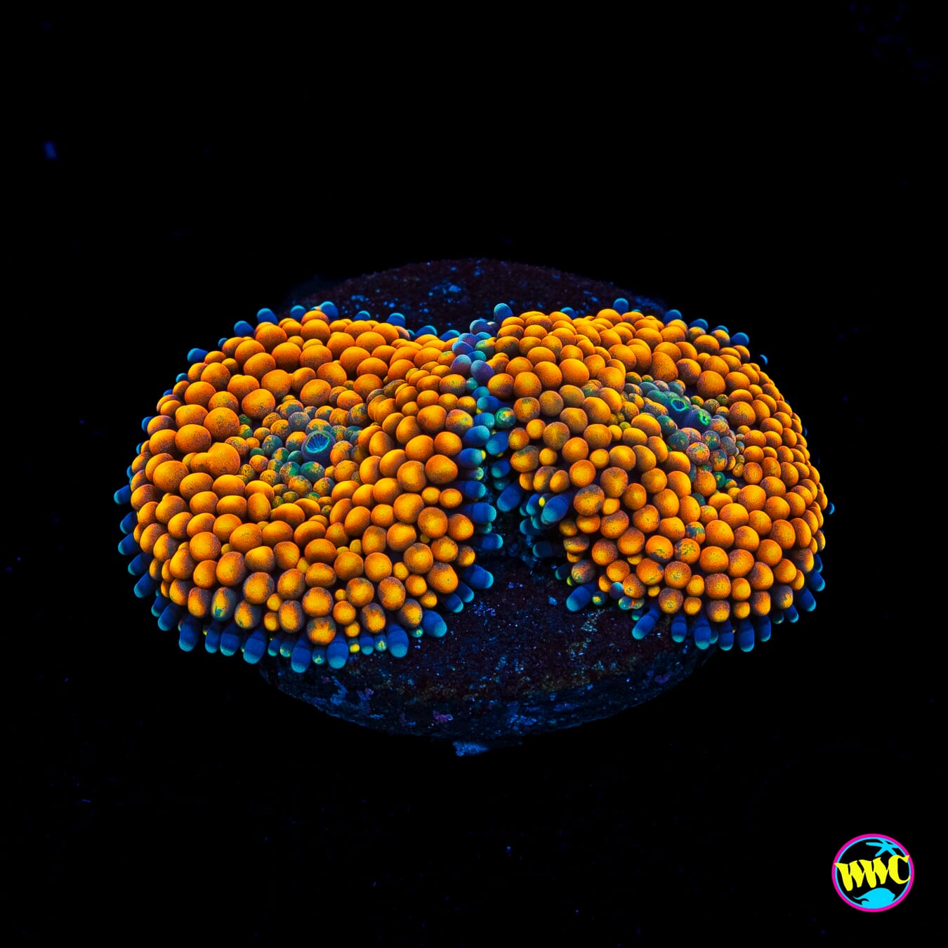 Fresh Squeezed Ricordea Mushroom