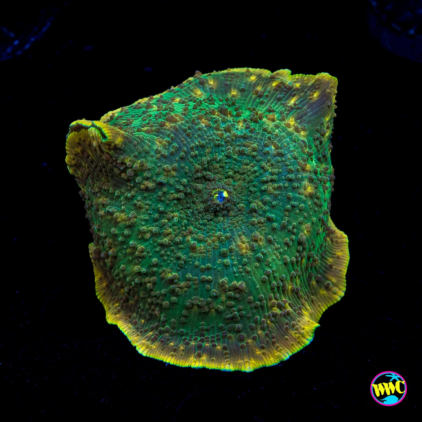 Chameleon Disco Mushroom