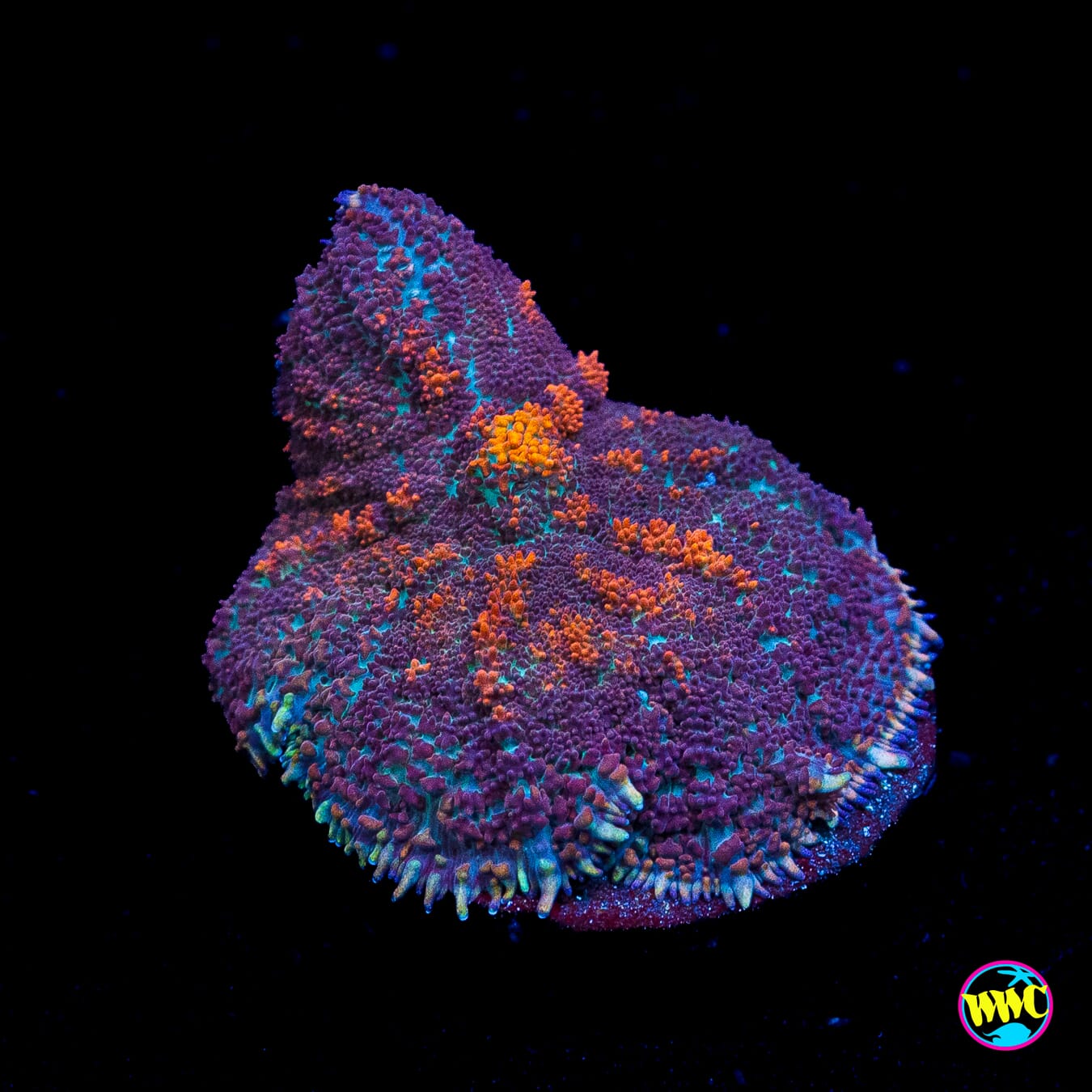 Purple Rain Rhodactis Mushroom
