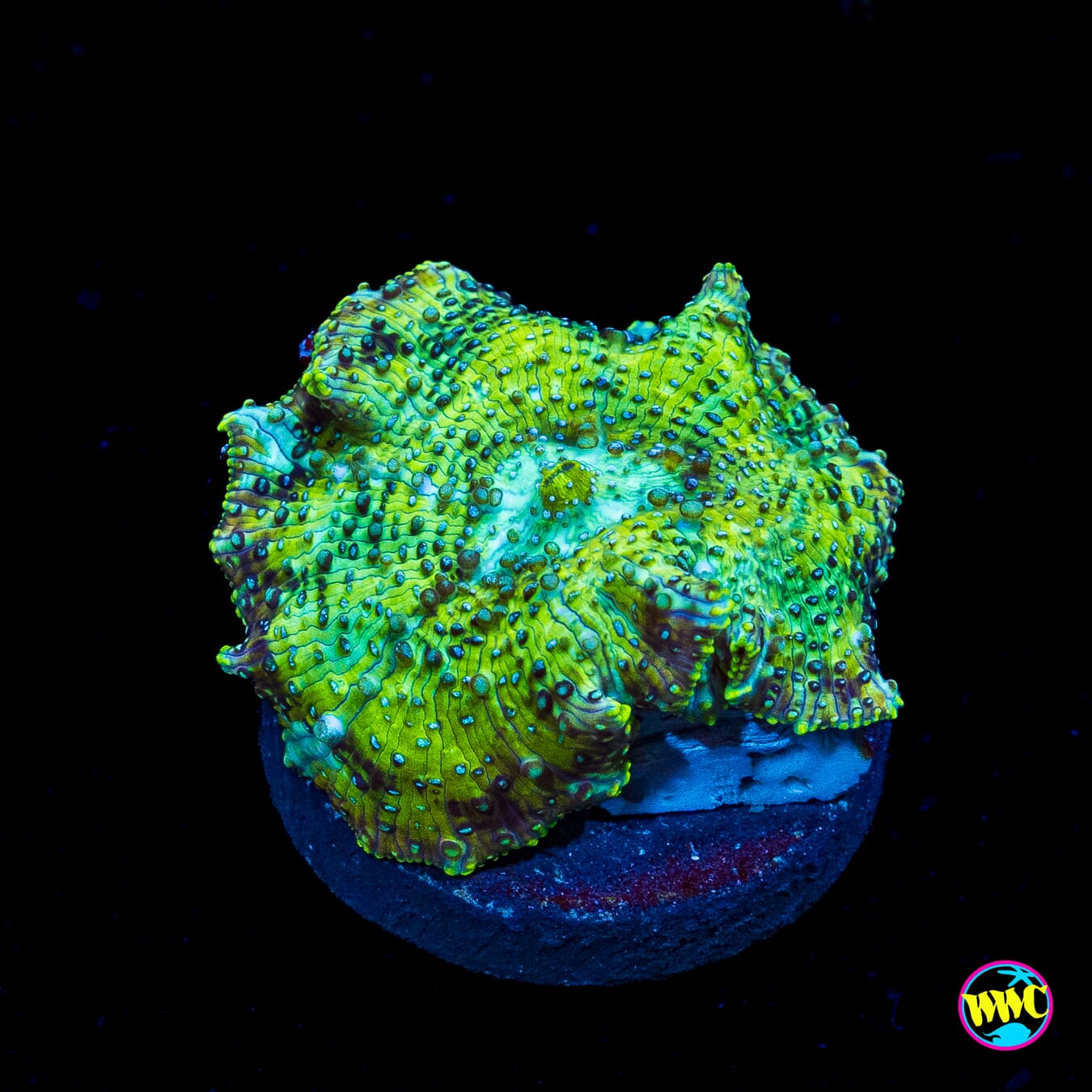Lemon Lime Tree Disco Mushroom