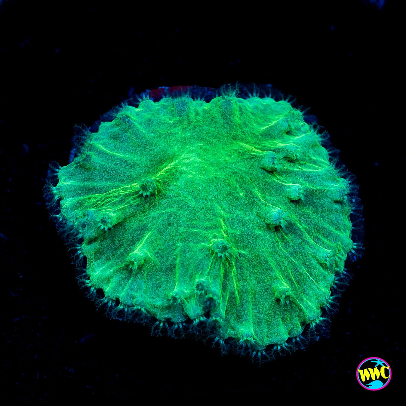 WWC Neon Cabbage Leather