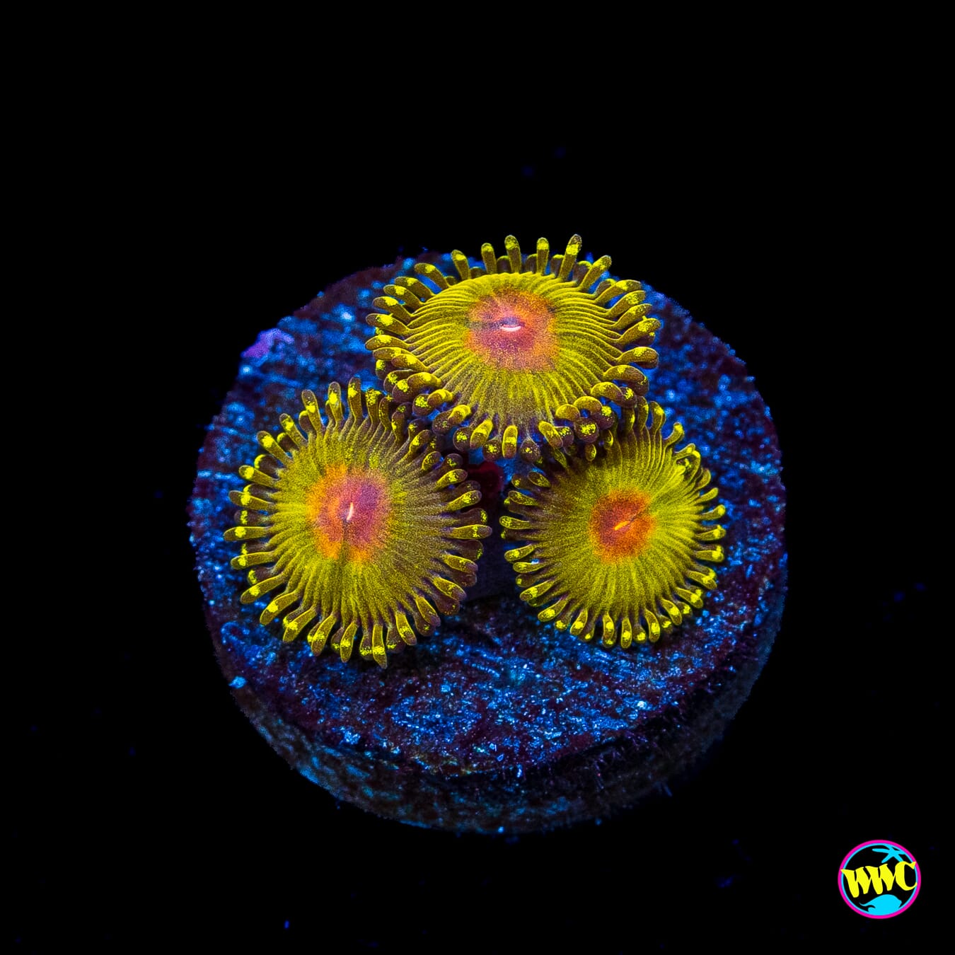 WWC Golden Gods Zoanthids