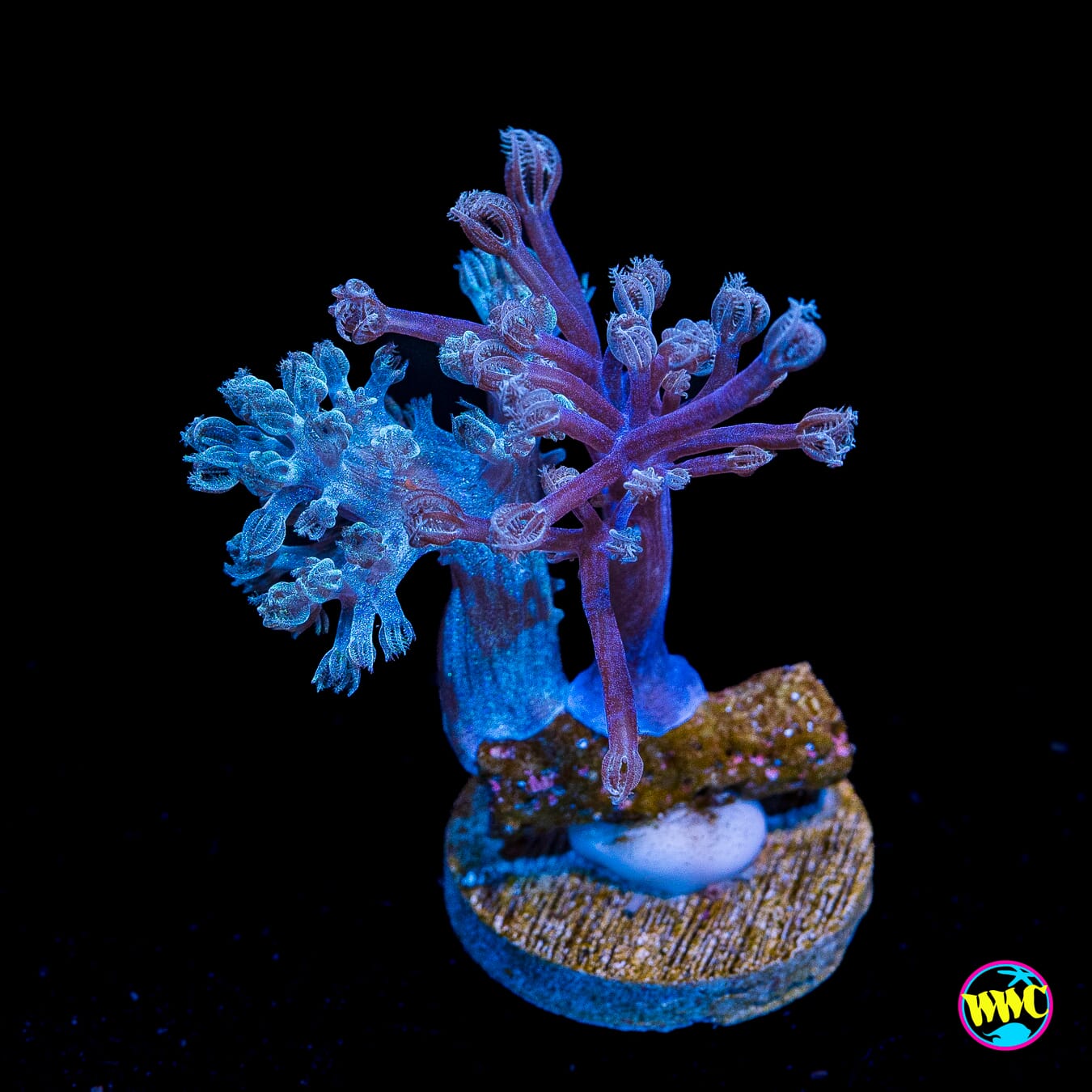 WWC Rainbow Sprinkles and Purple Combo Cespitularia