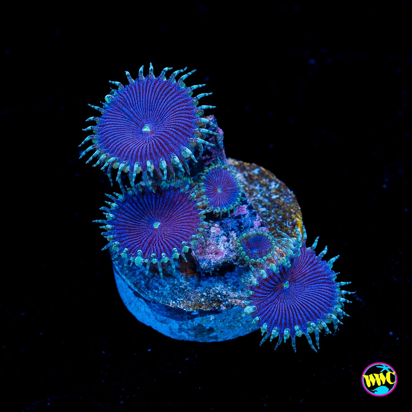 WWC Blue Death Palythoa