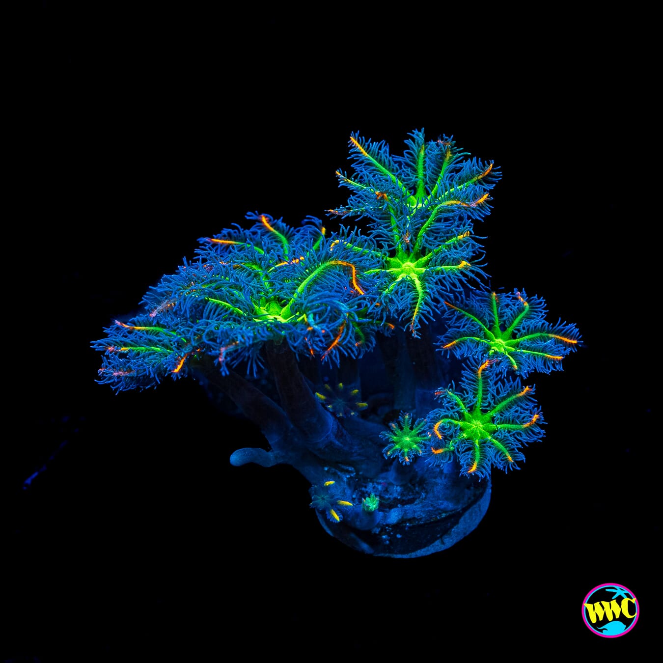 WWC High Voltage Clove Polyps