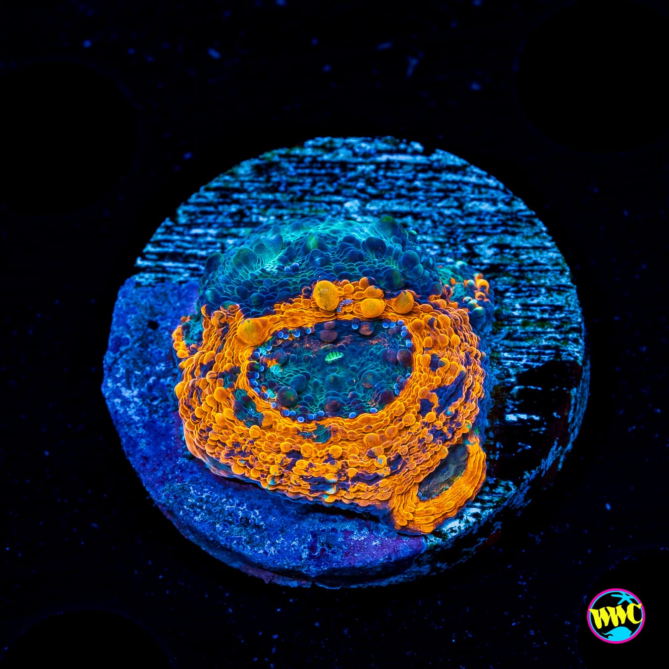 WWC Neptune Echinata