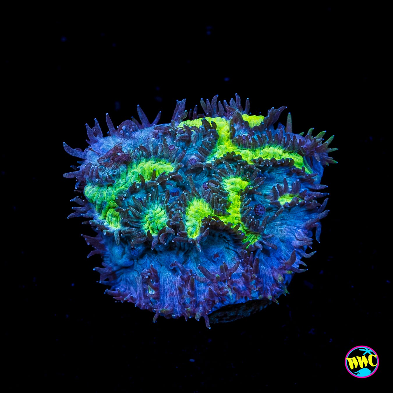 Jason Fox Blueberry Blast Hydnophora