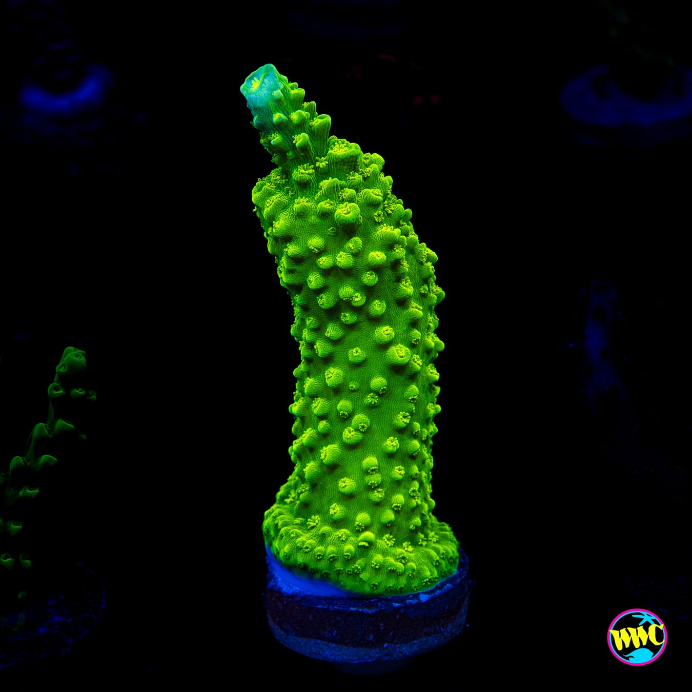 Green Slimer Acropora