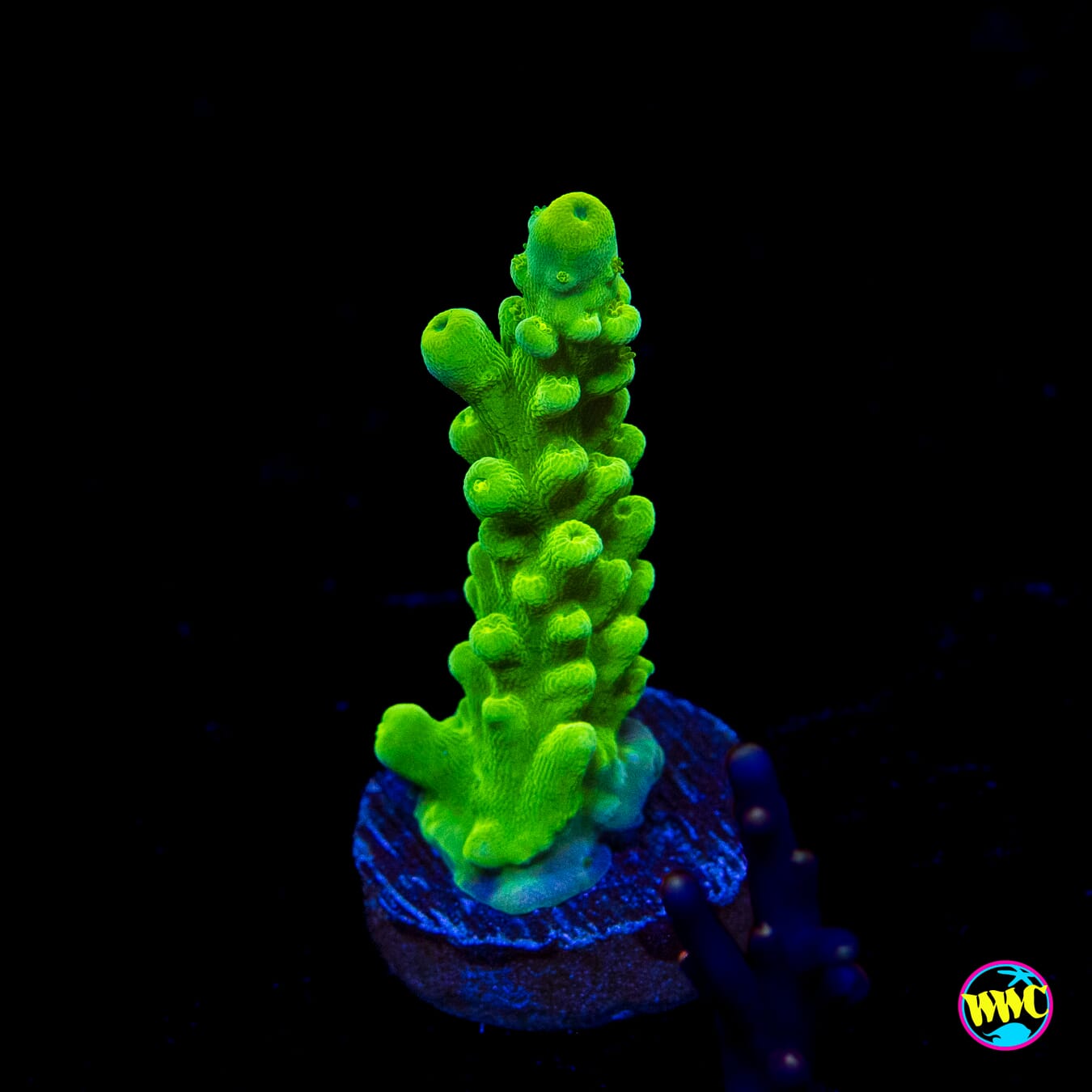 WWC Yellow Austera Acropora
