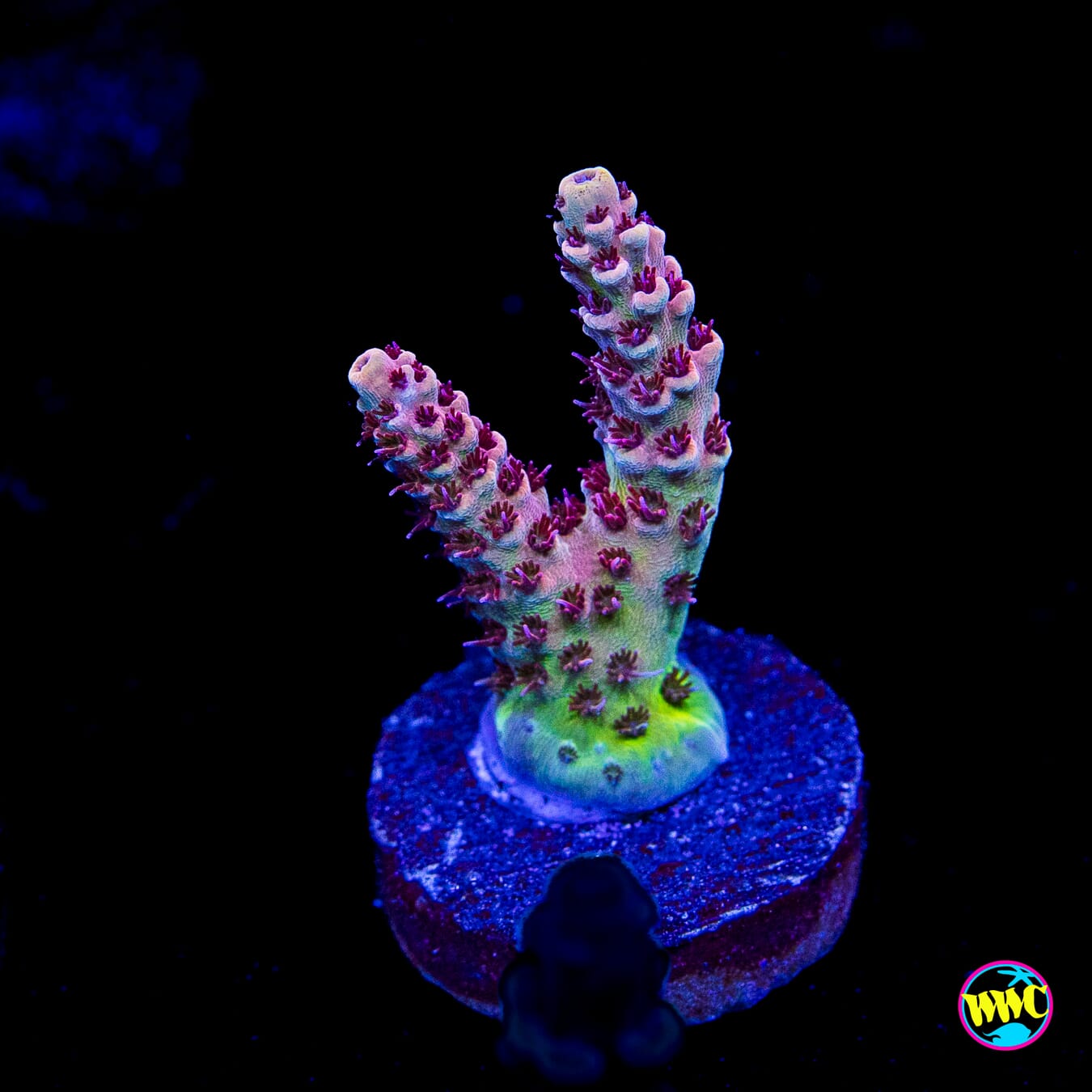WWC Dragon Slayer Acropora