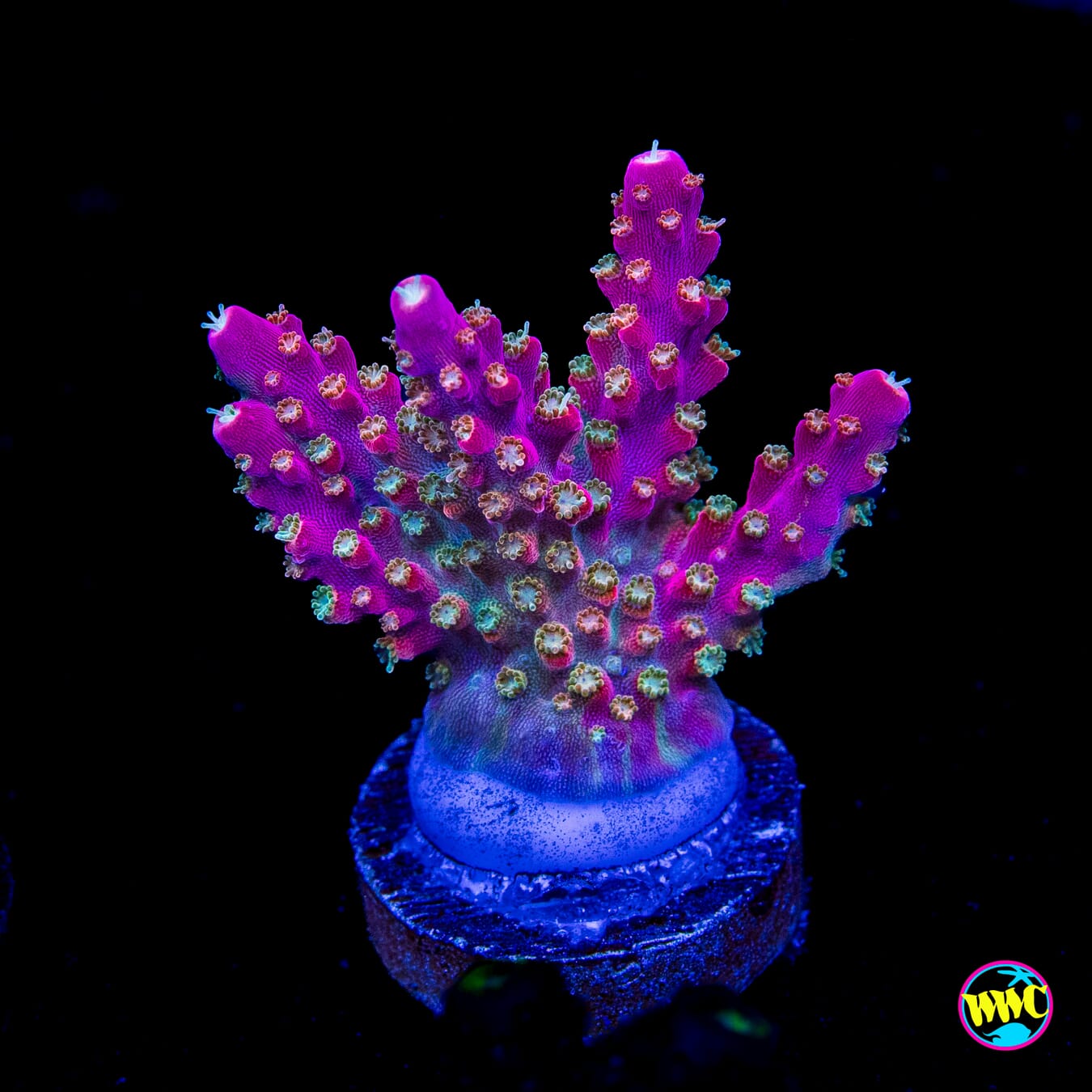 Jason Fox Shock Tart Acropora
