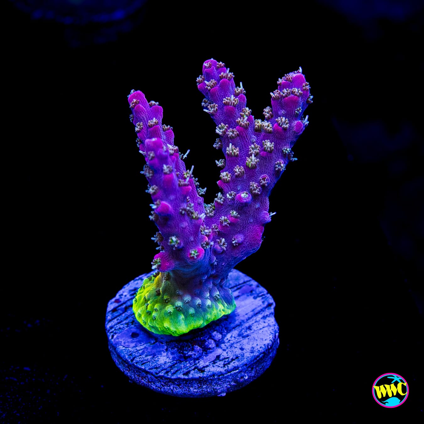WWC Grizzly Adams Acropora