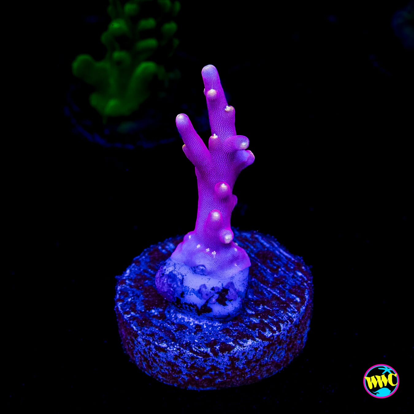 WWC Little Red Ferrari Acropora